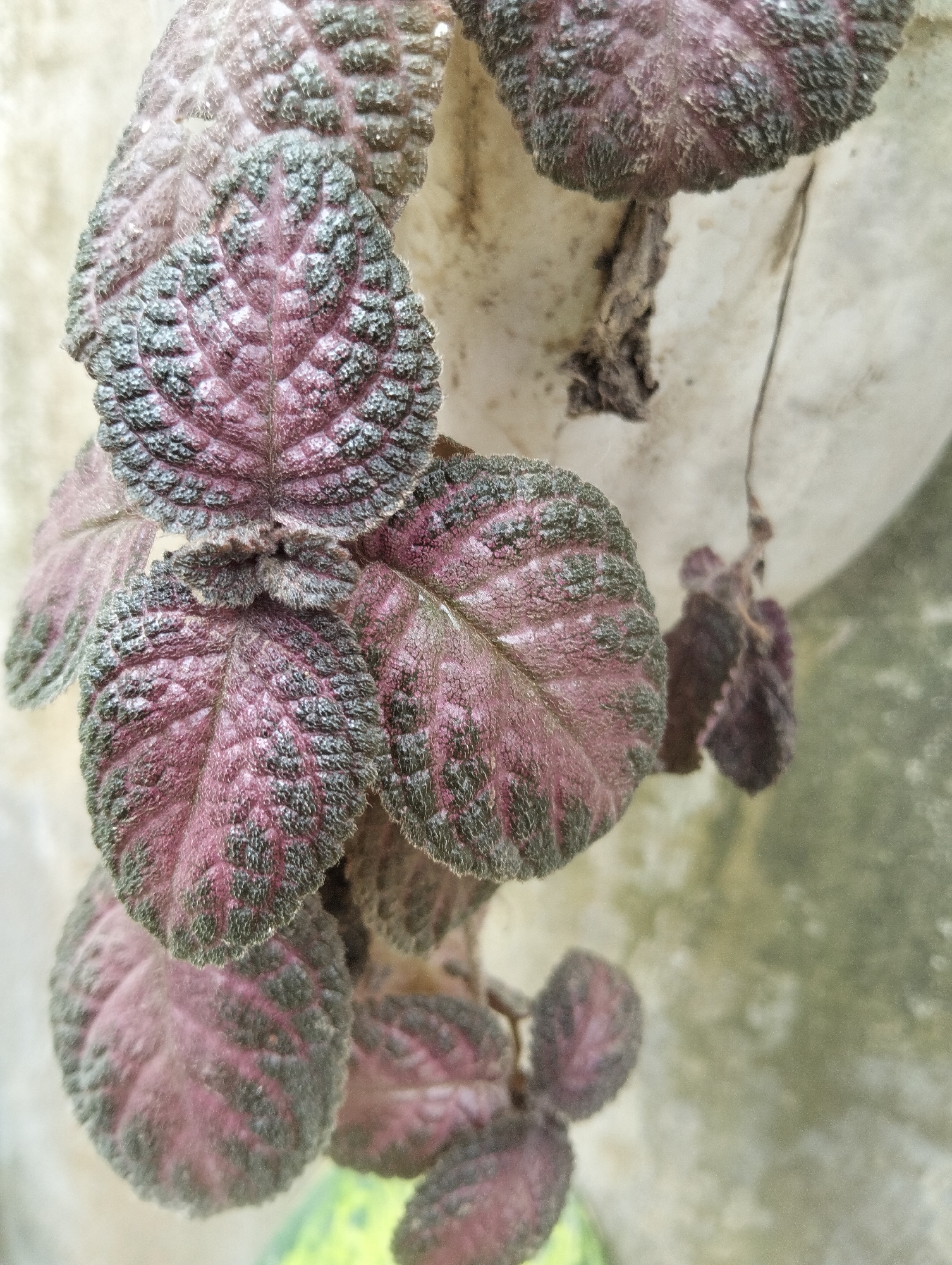 The image is a close-up, slightly angled shot of a plant with velvety, textured leaves that are a deep purple and green color. The leaves are ovate with ruffled edges and prominent veins. Some of the leaves appear to be young and smaller, while others are larger and more mature. The plant is hanging, and parts of what appear to be a white pot and some dry, thin stems are visible. The background is a muted, textured surface that is light beige and grayish-green, possibly a wall or an outdoor surface. A blurry yellow and green object is visible at the bottom left of the frame. The lighting is soft and natural, casting subtle shadows. The image was captured on March 27, 2024, at 11:13 AM in Payagaboh, Indonesia.