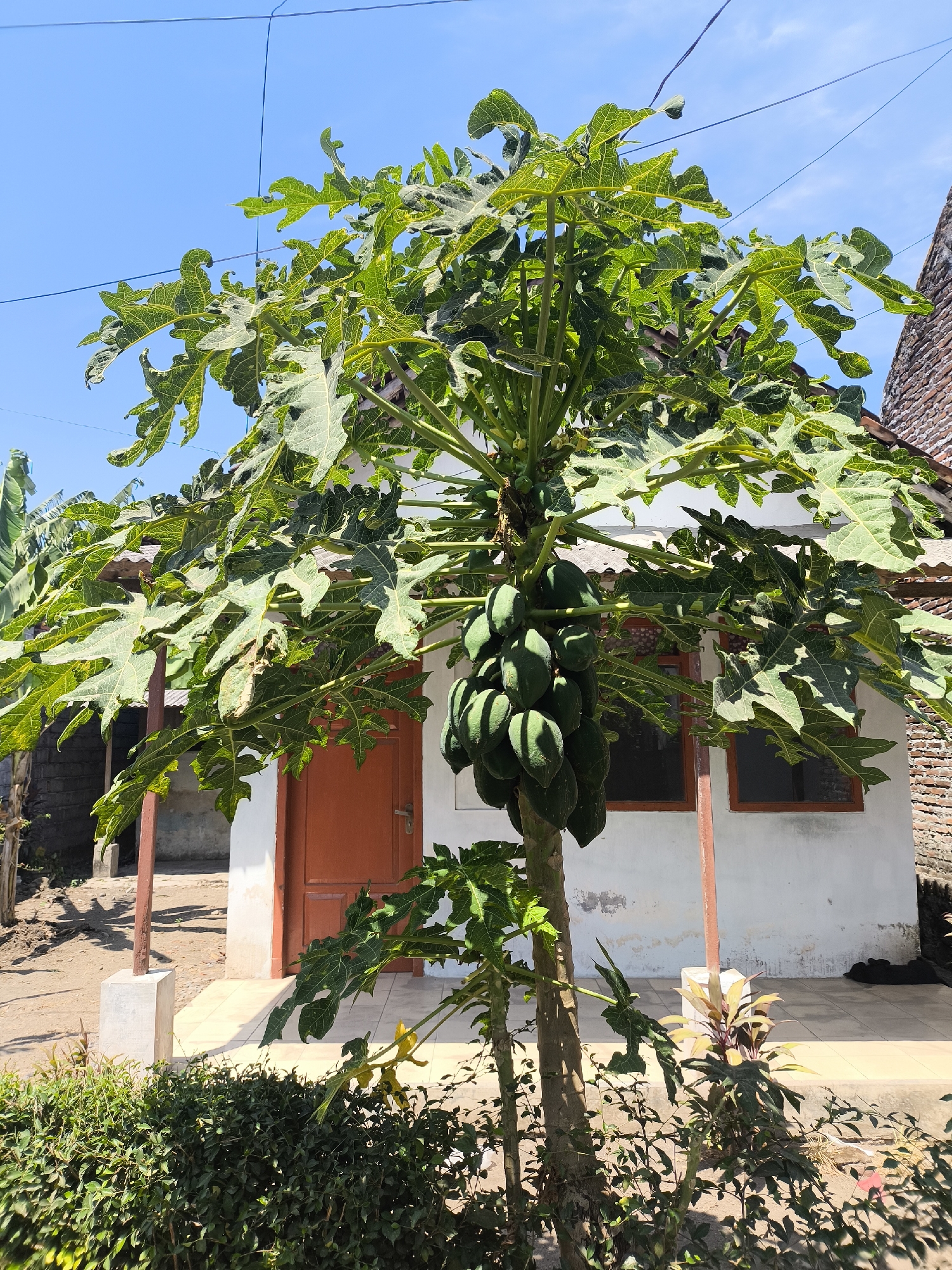 A papaya tree laden with green fruit stands in front of a white building with a terracotta-colored door and brown-framed windows. The building appears to be a residential dwelling in Lumajang, Indonesia, evidenced by the typical architecture and tropical vegetation. The sky is clear and blue, suggesting a sunny day. The ground is a mix of dirt and tiled patio. The papaya tree's large, lobed leaves cast shadows on the ground and the building. The scene is likely a backyard or front yard area of a home.