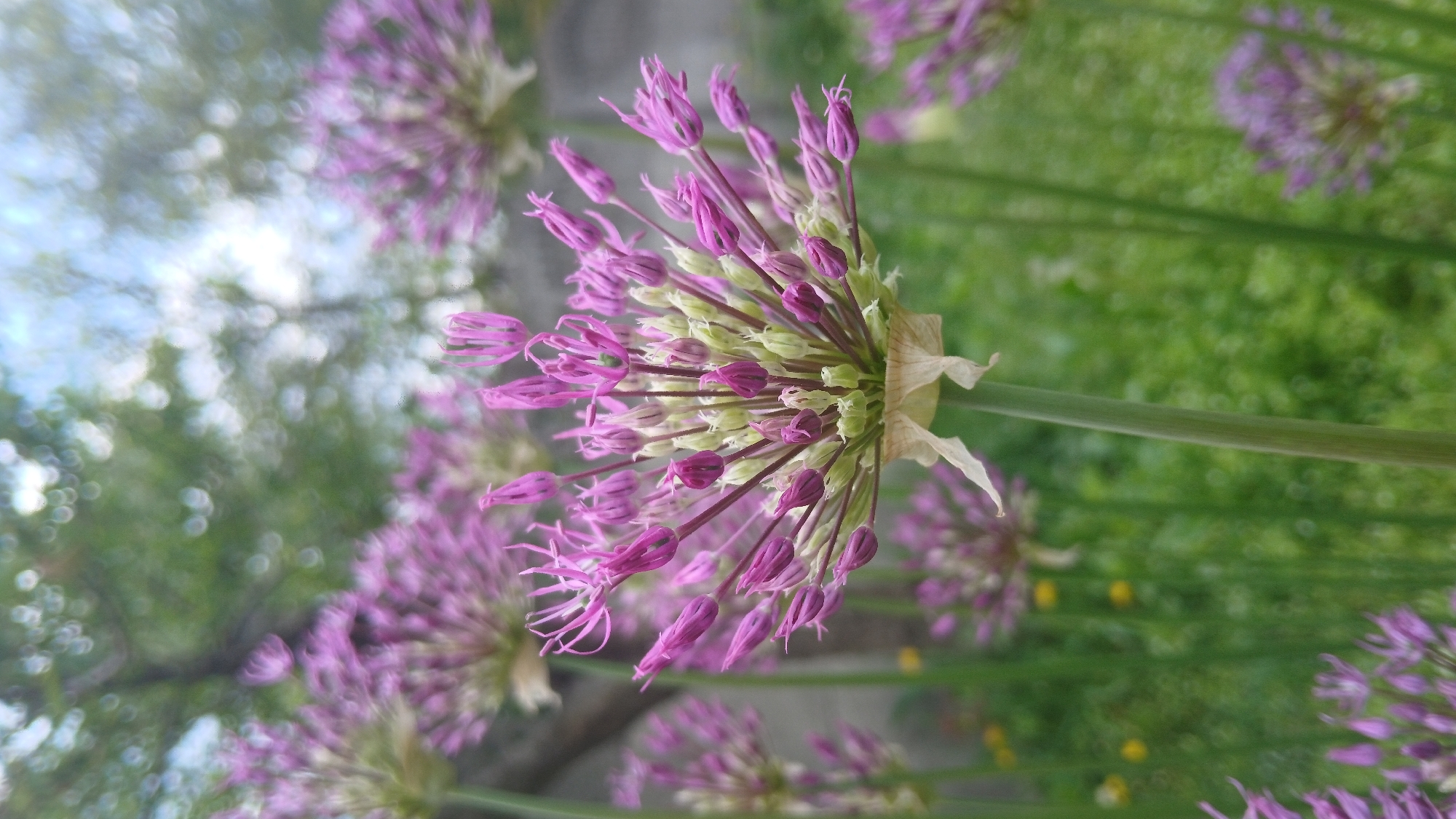 The image shows a close-up view of multiple purple Allium flowers, with some in focus and others blurred in the background. The foreground flower is prominently featured, displaying a mix of unopened and partially opened buds. These buds are a combination of light green and vibrant purple. A dry, papery bract is visible at the base of the flower head. The flowers are set against a backdrop of blurred greenery, indicating other plants or foliage. In the upper left corner, there is a hazy view of the sky or trees out of focus, creating a bokeh effect. The scene's overall impression is a garden or natural outdoor setting with a focus on the Allium flowers. There are no people depicted. The location is not specified, and thus cannot be determined.