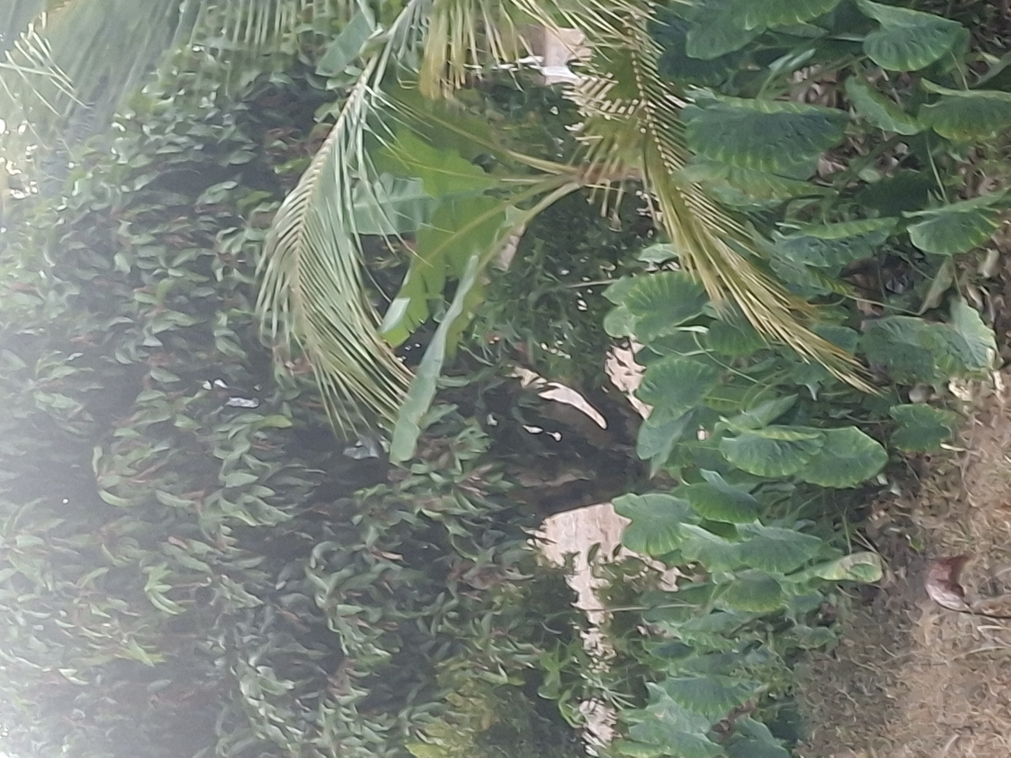 The image depicts a lush, verdant landscape, likely a garden or a rural area. In the foreground, a row of large, heart-shaped leaves, characteristic of taro plants, are visible. These plants are densely packed and extend across the width of the frame, with their bases partially obscured by dry, brown soil and scattered dry leaves. To the right of the taro plants, a coconut palm frond arches over, its slender, elongated leaves fanning out.
Behind the taro plants, a substantial tree with a thick trunk is prominent. Its branches are laden with numerous small, ovate leaves in various shades of green, some appearing reddish-brown, suggesting new growth or a particular species. This tree appears to be a dominant feature of the background foliage. Interspersed with the taro and in the mid-ground, are more broad, green leaves, possibly from banana plants or other tropical vegetation. The overall impression is one of abundant plant life, possibly indicative of a tropical or subtropical climate. The lighting suggests it may be daytime, with a diffused, possibly overcast, light creating a soft atmosphere.
The provided location, Mulya Sari, Indonesia, suggests a tropical setting, which aligns with the visual cues in the image. Mulya Sari is a village in the province of South Kalimantan, Indonesia, known for its agricultural landscape. The abundance of vegetation, including taro and tropical trees, would be consistent with this region. No human presence or specific human activities are discernible in the image. The scene is a naturalistic representation of a cultivated or semi-wild environment.