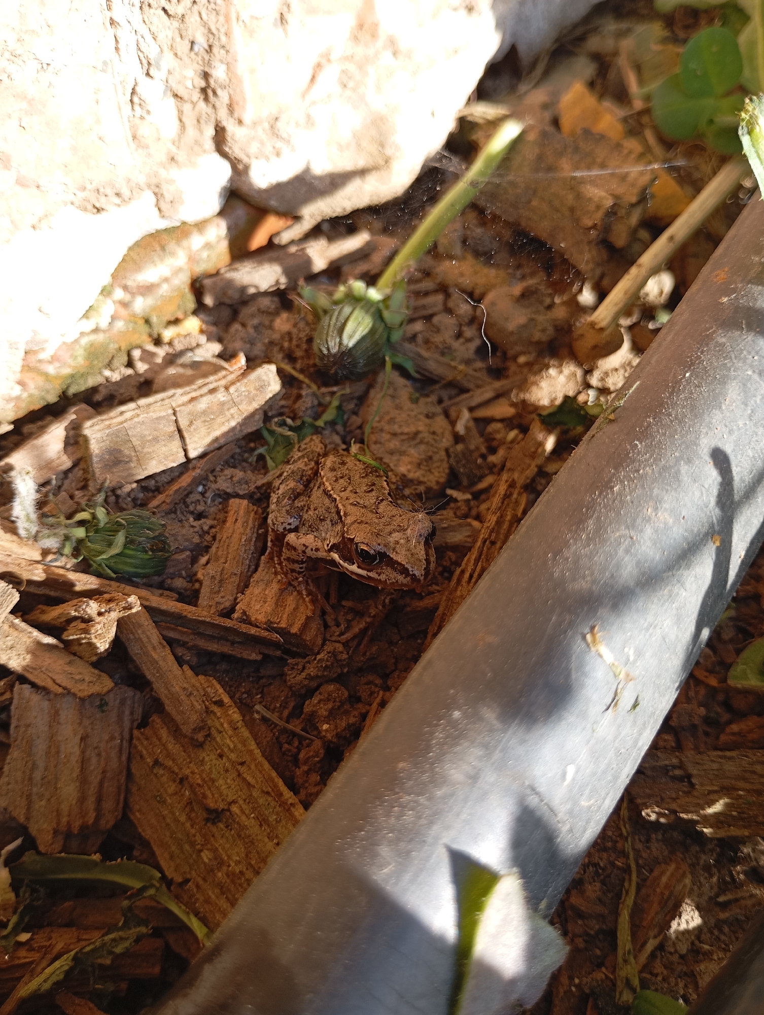 The image depicts a brown frog positioned amongst wood chips, soil, and a grey pipe or tube. The location appears to be outdoors, possibly in a garden or landscaping area. The frog is situated near the center of the image, and the pipe is partially visible on the right side. There is also a small patch of greenery nearby. A stone or brick structure is visible on the top left of the image.