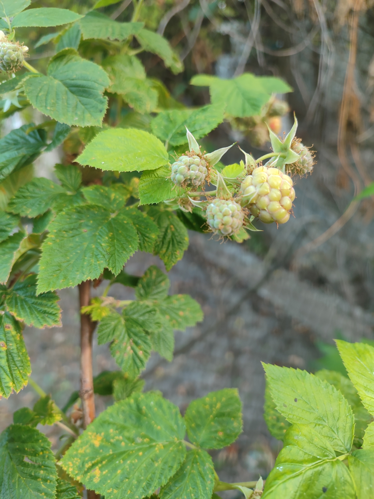 The image shows an unripe cluster of raspberries on a branch. The berries are a pale yellow-green color and are still small, with visible drupelets. They are surrounded by green leaves, some of which have yellow spots, suggesting a potential plant ailment. The branch itself is thin and woody. In the background, the setting is blurred, with hints of dry, rocky terrain and possibly some foliage. The lighting suggests it could be daytime, with soft light illuminating the plants. There are no people or visible text in the image. The scene appears to be outdoors in a natural environment.