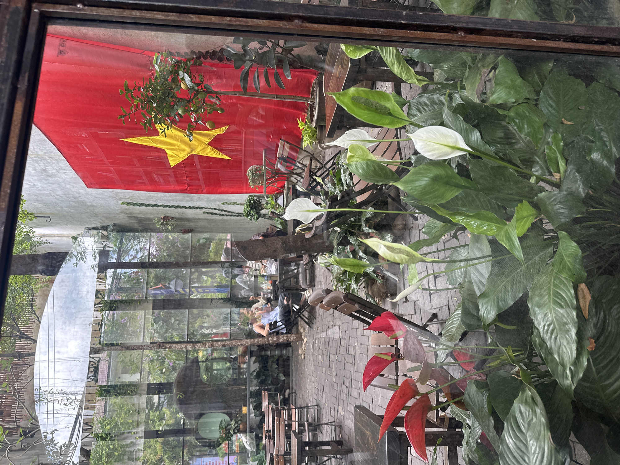 This image depicts a view from inside a structure, looking out through a large glass window or partition into an outdoor cafe area in Da Nang, Vietnam. In the immediate foreground, a dense arrangement of potted plants, including vibrant red Anthurium flowers and white Peace Lilies, partially obscures the lower portion of the frame. A dark wooden window frame runs vertically along the right edge.
Beyond the glass, the cafe's ground is paved with dark, interlocking bricks. Numerous wooden tables and chairs are set up throughout the area. In the mid-left, two individuals are seated at a table, facing each other, appearing to be conversing. One person wears a light-colored tank top. Additional patrons are visible further back at other tables. To the right, a small potted tree, possibly a lime or lemon tree, displays several green fruits. The right-hand wall of the cafe features a large, vertically draped red fabric banner with a prominent yellow five-pointed star, representing the flag of Vietnam.
Reflections on the glass are visible, particularly in the upper portion, showing an overcast sky with clouds. Below this, reflections of a building with a light-colored wall and a tiled roof, green foliage from trees, and overhead power lines indicate an external urban environment beyond the cafe's boundaries. The scene portrays a casual gathering at a cafe.