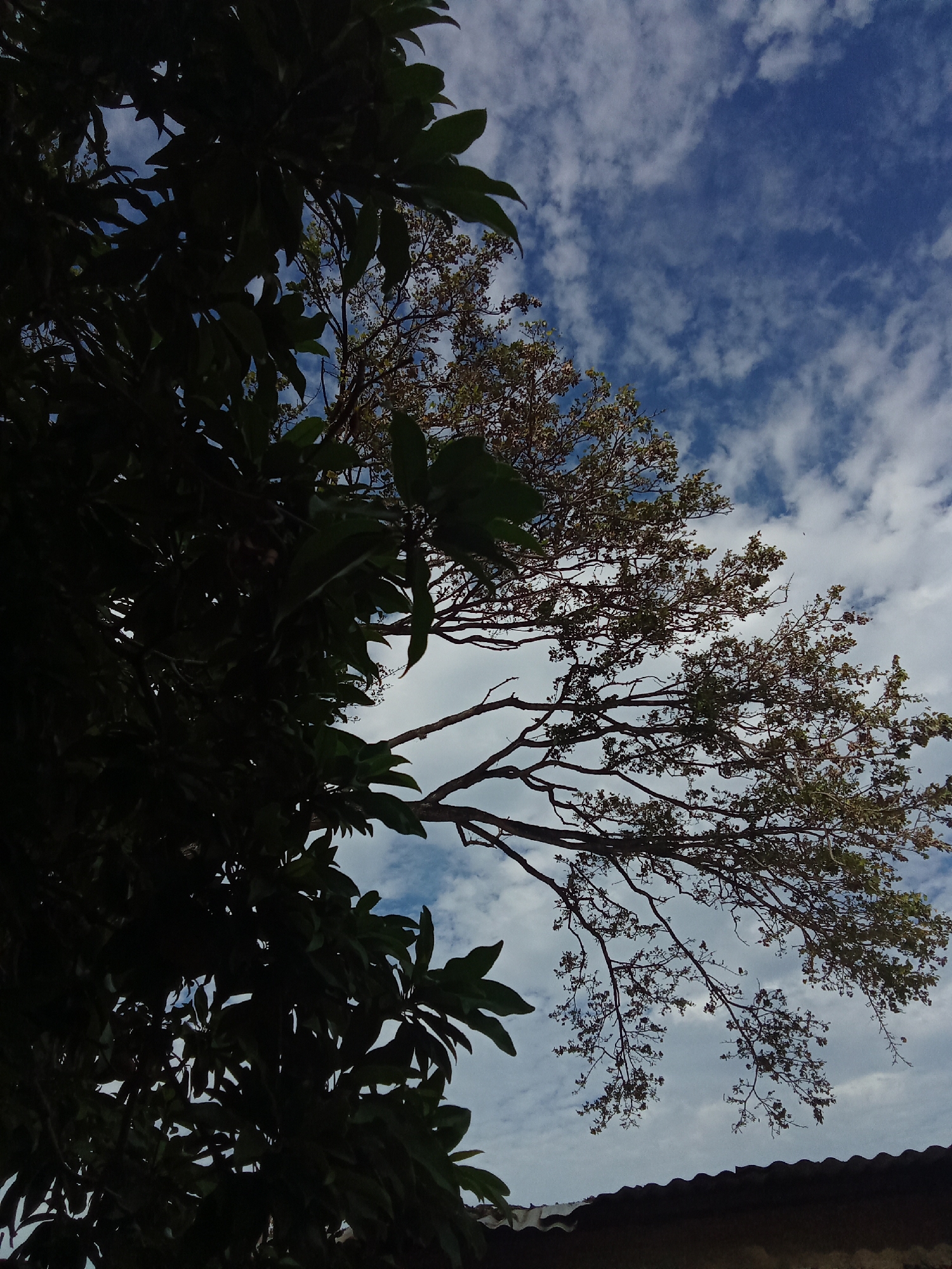 The image shows a view looking up at two trees against a blue sky with scattered white clouds. The tree on the left is large and primarily in shadow, with visible leaves. The tree on the right is more sparse, with thinner branches and fewer leaves, illuminated by sunlight. In the lower right corner, a section of a corrugated roof is visible. The location is likely in Juan Griego, Venezuela.