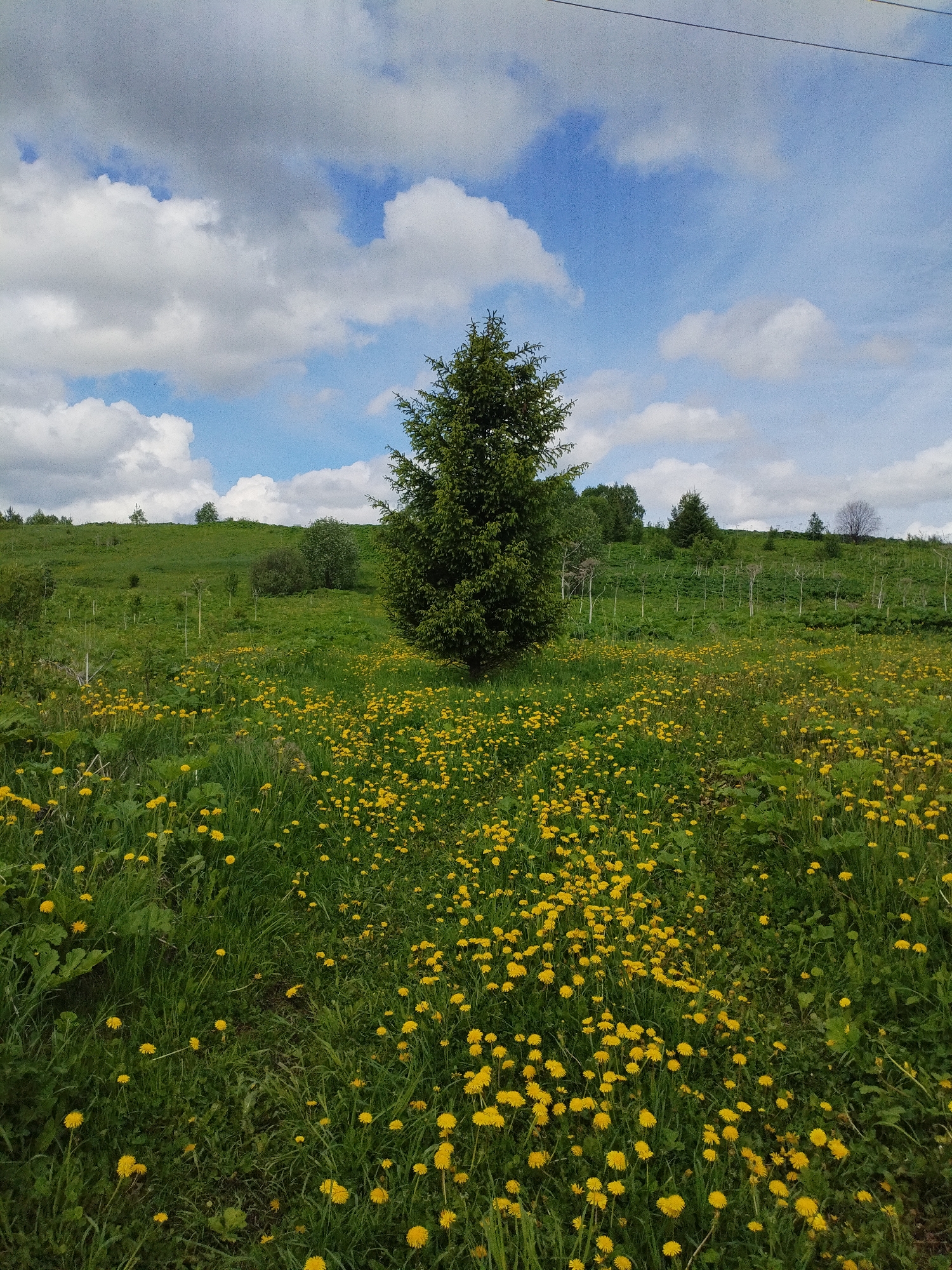 The image depicts a lush, green field dotted with yellow dandelions. In the center stands a tall, dark green evergreen tree. A path, or at least an area with fewer flowers, leads directly to the tree. The field slopes upward towards the background, where other trees and shrubs are visible on the crest of a small hill. The sky is blue with scattered white clouds. A power line is visible in the upper right portion of the image. The location is not specified.