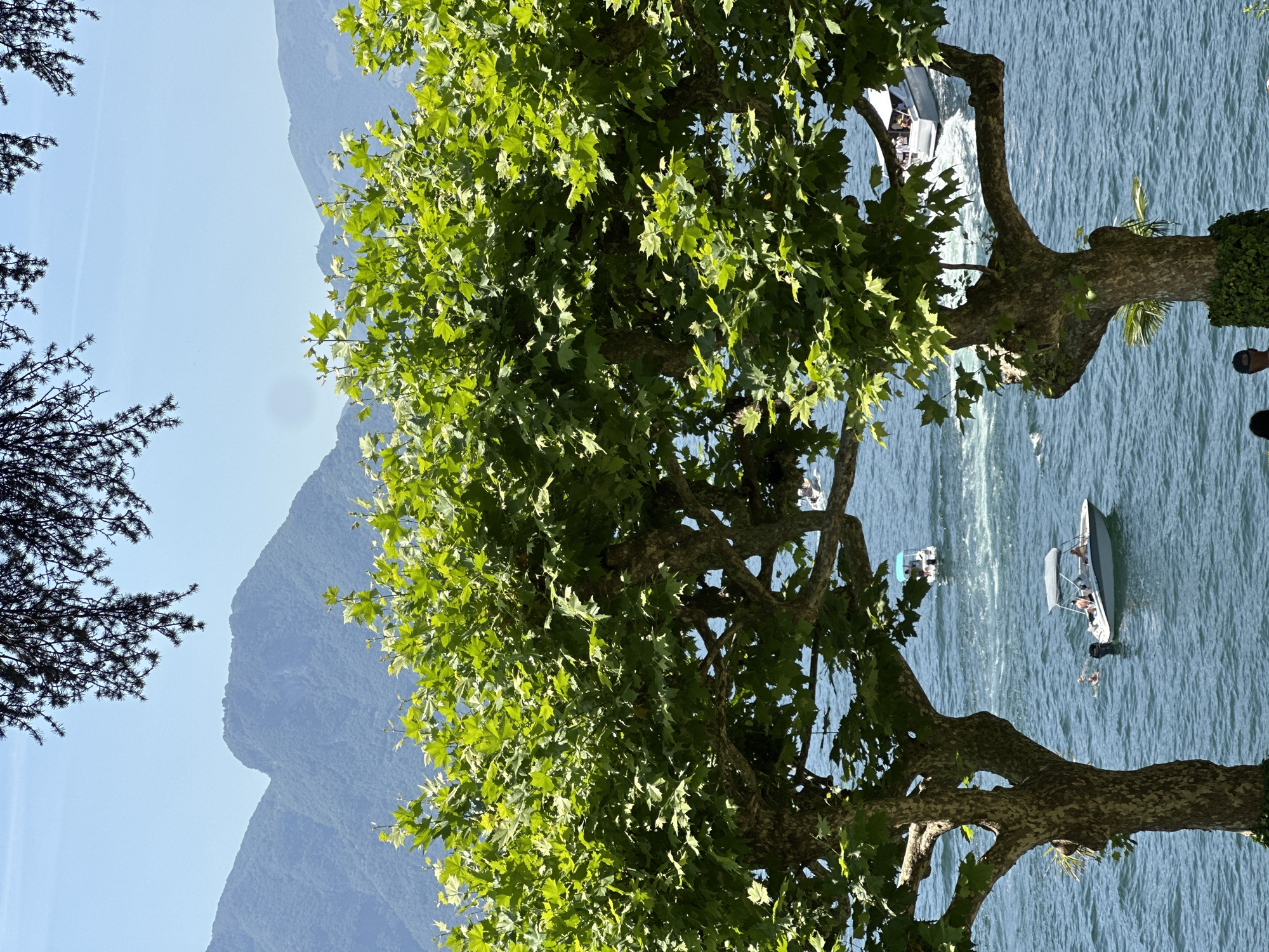 The media file depicts a sunny day by a body of water, possibly a lake, with boats sailing. In the foreground, a large tree with vibrant green leaves partially obscures the view. The water is a bright blue and appears choppy, indicating some wind or movement from the boats. Two boats are visible on the water. One is a smaller motorboat with people inside, and further in the distance, another boat is visible. In the background, a large mountain range is covered in lush green foliage. The sky is clear and blue, suggesting fair weather. The scene evokes a sense of leisure and outdoor activity. The location context provided is Tremezzina, Italy, which aligns with the mountainous landscape and the presence of boats on a large body of water. There is no visible text in the media file.