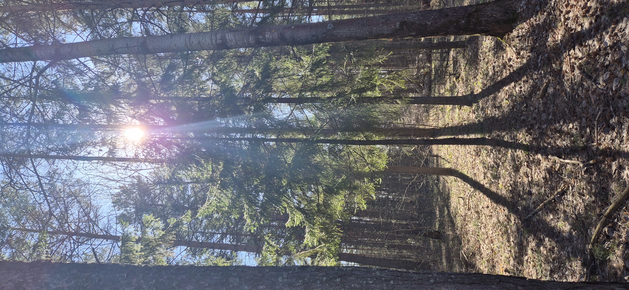 The image displays a sunlit forest scene, likely captured during autumn or early spring. Numerous tall trees with varying trunk textures and bark colors stand vertically throughout the frame. Some trees exhibit green coniferous foliage, while others have bare, intricate branches reaching towards the sky.
The ground is densely covered with dry, fallen leaves and small branches, suggesting a deciduous forest component or a period of leaf fall. Bright sunlight emanates from the upper left quadrant, creating a prominent lens flare and visible sunbeams that cut across the image. The low angle of the sun casts long, distinct shadows of the trees stretching across the leaf-covered forest floor towards the right side of the frame. Patches of clear, blue sky are visible between the tree branches and canopy.
No people, animals, or specific activities are depicted, portraying a serene and natural woodland environment. There is no visible text.