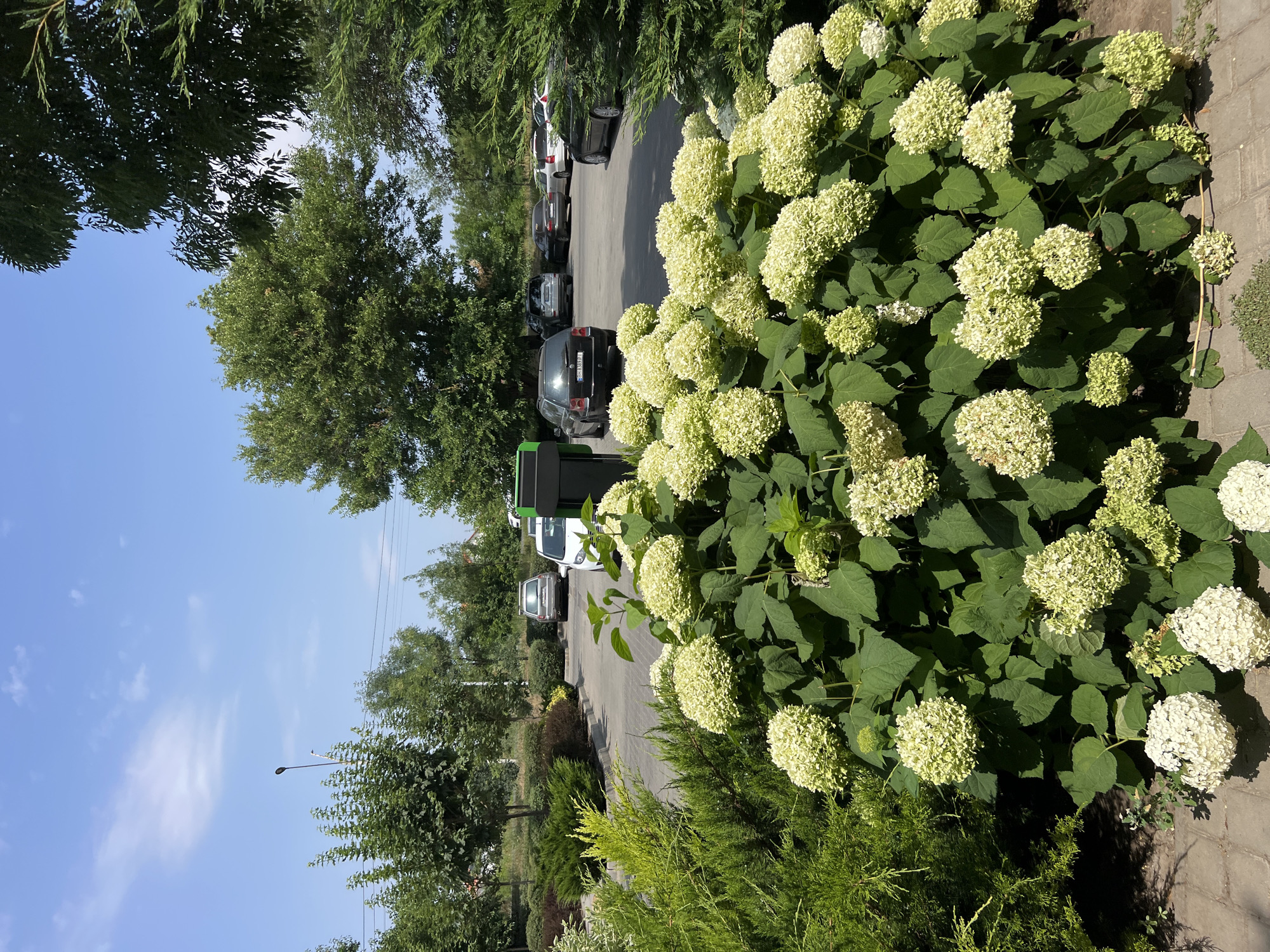 In Fontanka, Ukraine, a sunny day is captured in an outdoor scene featuring a parking lot and lush greenery. In the foreground, a large hydrangea bush with clusters of pale green and white flowers dominates the view. To the left, a conical evergreen shrub is visible, and to the right, another evergreen tree with dark green foliage partially obscures the background.
The middle ground reveals a paved parking lot with several cars. From left to right, a silver SUV is parked, followed by a white sedan. Further back, a dark SUV, a black sedan, and another silver SUV are visible. The parking lot is bordered by a paved walkway and more greenery, including manicured bushes and trees.
The background is filled with a variety of trees, some with dense green foliage and others appearing more sparse. A light pole with a lamp is also visible. The sky above is a clear, bright blue with a few wispy white clouds. The overall impression is that of a well-maintained outdoor public space on a pleasant day.