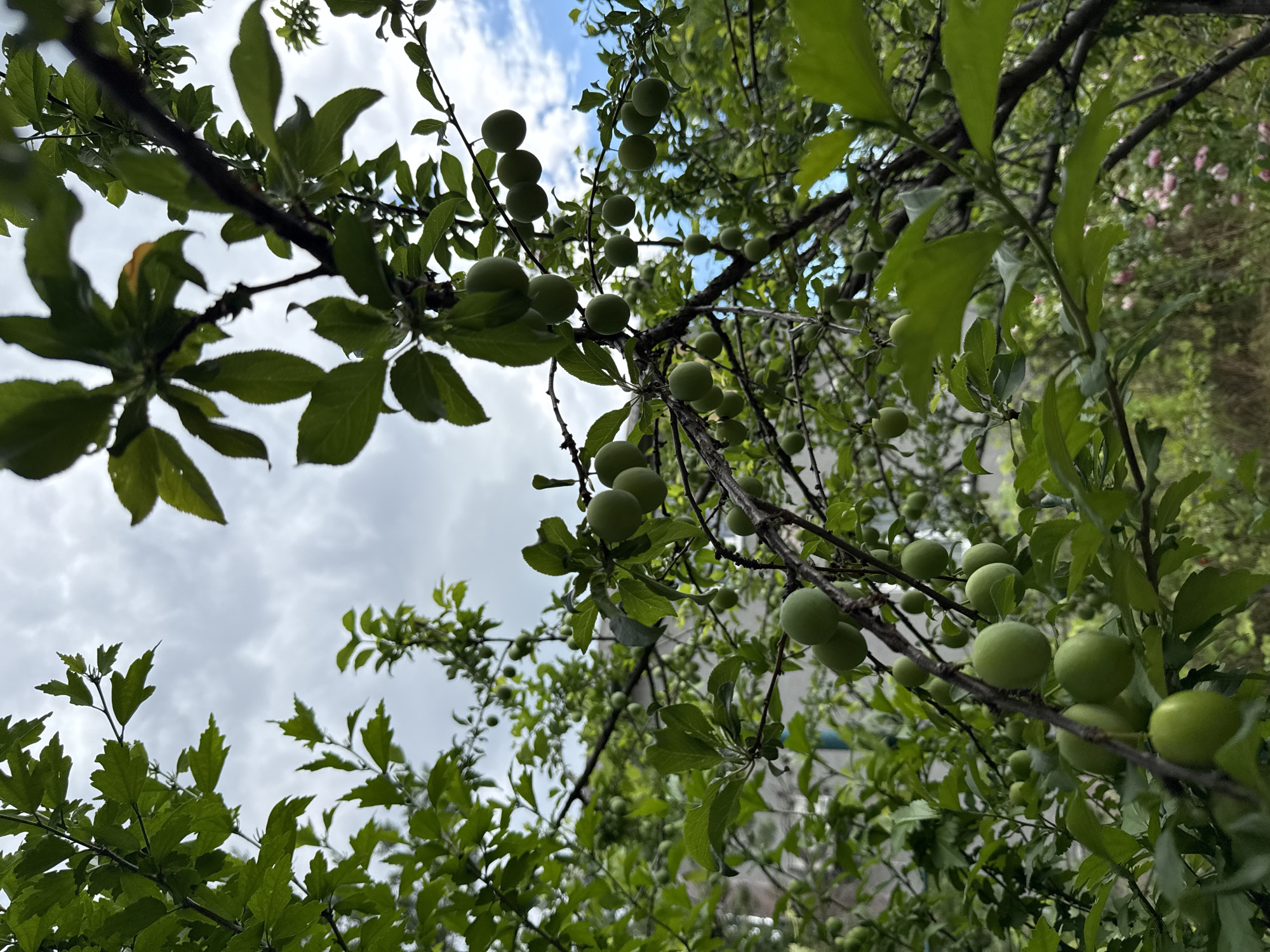 In Obukhivka, Ukraine, the image captures an upward-angle view of a plum tree laden with green, unripe plums against a cloudy sky. The branches are dense with dark green leaves, some of which are in sharp focus while others are blurred, creating a layered effect. The plums, varying in size and density, are scattered throughout the branches, with clusters of them appearing in the foreground and middle ground. The background shows hints of other greenery and possibly some pink flowers, suggesting a garden or natural setting. The lighting is soft, indicative of an overcast day.