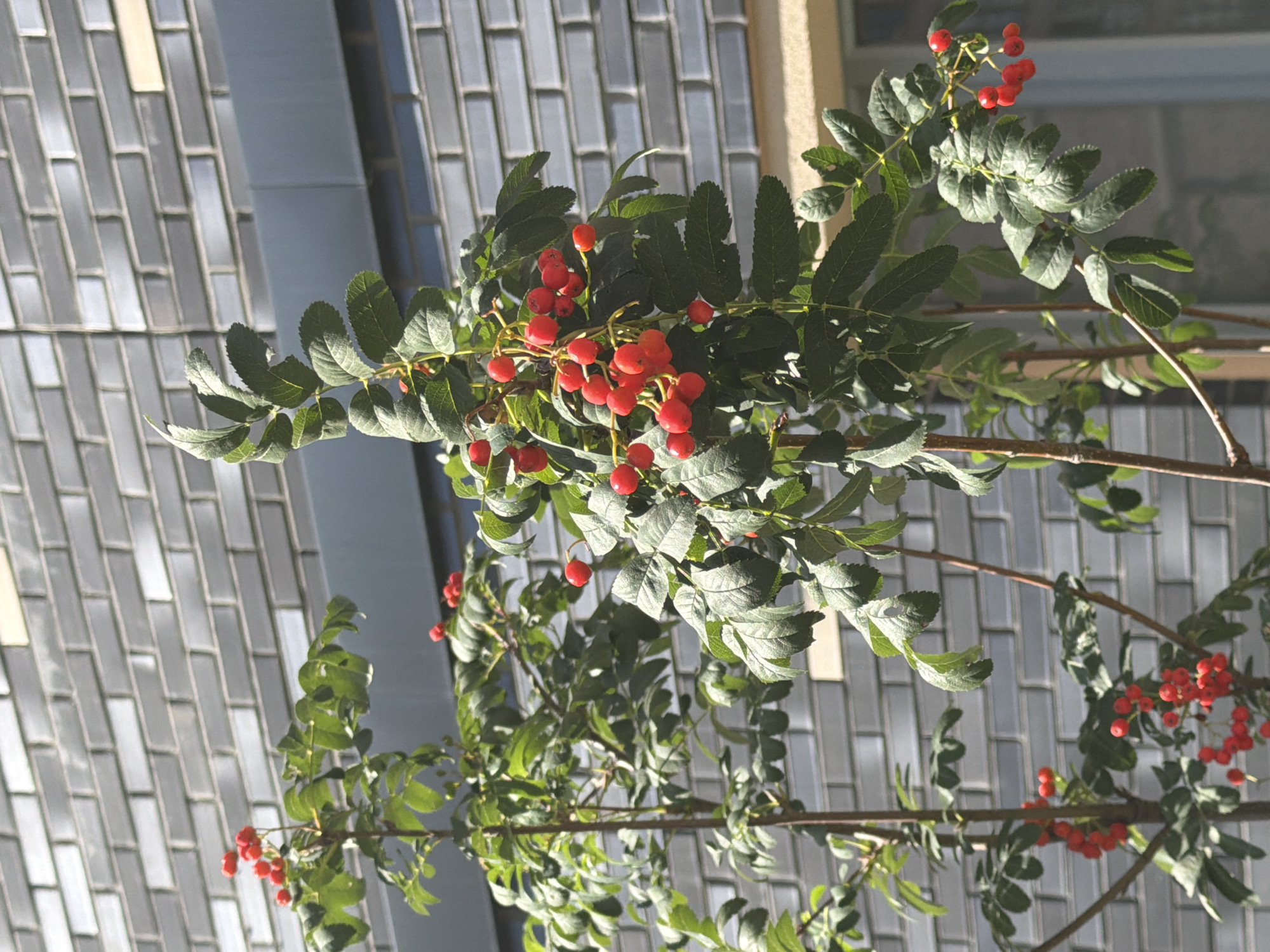 The image shows a close-up view of a rowan tree with bright red berries and green leaves against a blurred background of a modern brick building. The building's facade features a pattern of rectangular gray bricks with some lighter-colored accents. A horizontal dark gray band runs across the building above the rowan tree. Part of a window frame, likely yellow or beige, is visible in the lower right corner. The lighting suggests it is daytime, with sunlight illuminating the foliage and berries, creating some shadows. There are no people or animals visible in the image. The scene is outdoors, likely in a residential or urban area.