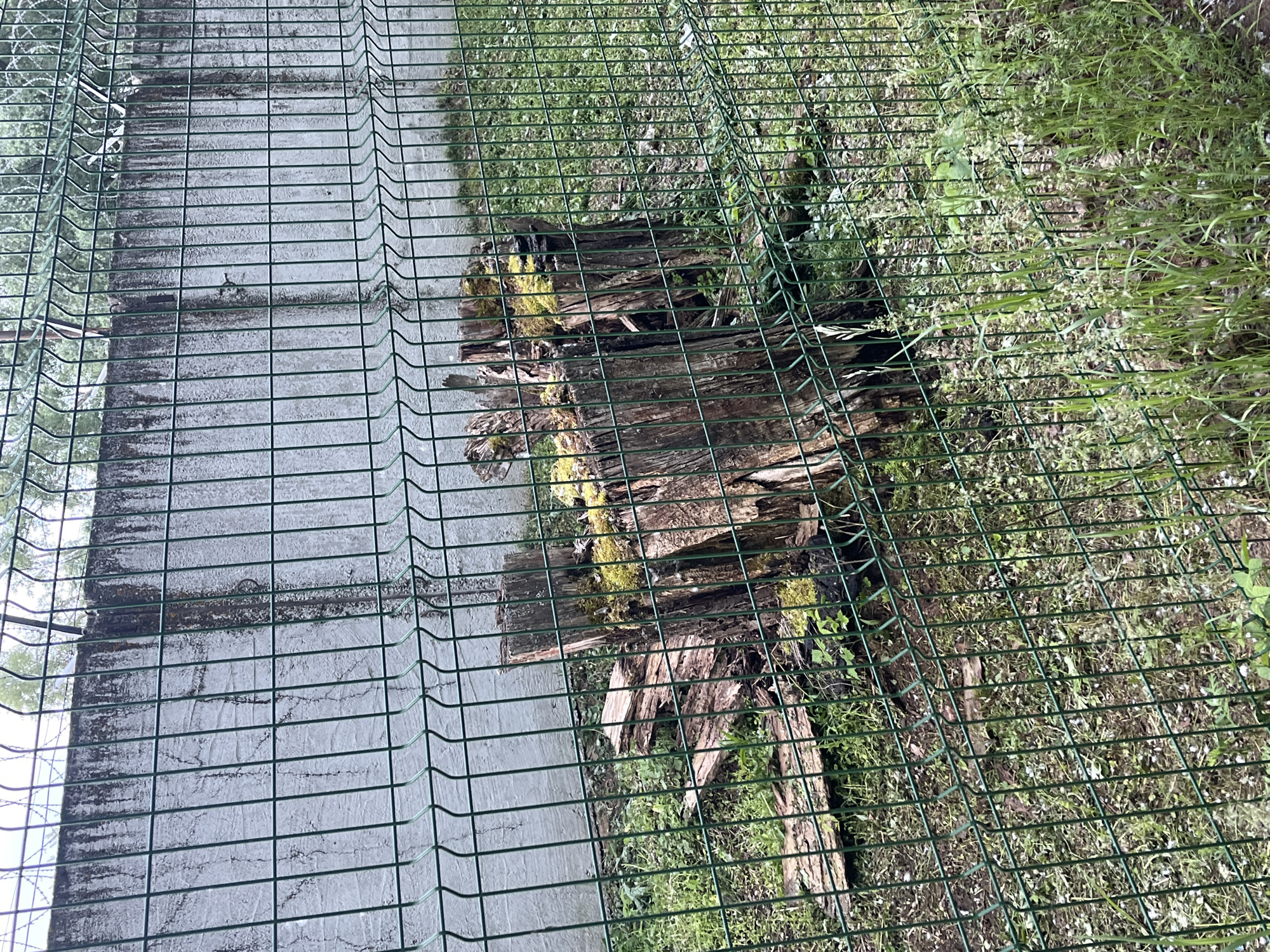 The image displays an outdoor scene viewed through a green wire mesh fence. The fence, which occupies the foreground, is made of green-coated metal wires forming a grid pattern, with distinctive wavy vertical segments for structural rigidity.
To the left of the fence, there is a gray concrete surface, likely a path or sidewalk. This surface shows signs of weathering, with dark stains and streaks, possibly from dirt or moisture, indicating an aged appearance.
To the right of the fence lies a natural, overgrown area. The ground is covered with varying densities of green grass and other wild vegetation. A prominent feature in this area is a large, decaying tree stump or several pieces of weathered, broken timber. These wooden elements are dark brown, split, and partially covered with patches of vibrant green moss, suggesting a damp environment and prolonged exposure to the elements.
The lighting appears to be natural daylight, possibly under an overcast sky or in soft, diffused conditions, as there are no harsh shadows. No people or specific activities are visible in the static scene. The image captures a boundary between a man-made concrete structure and a wild, natural patch of ground. There is no visible text. The context indicates the location is Chaikovsky, Russia.