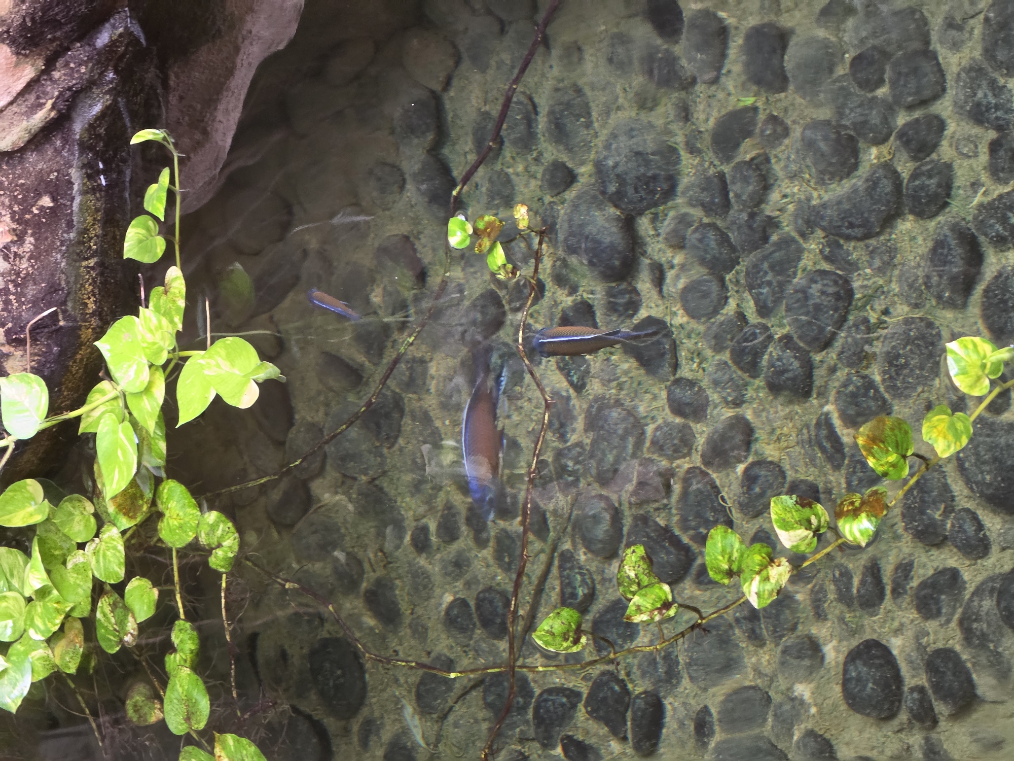 The image depicts an aquatic environment, possibly a pond or aquarium, with a rocky substrate visible beneath clear water. Several green plants with variegated leaves are submerged and trailing into the water from above. Two fish are visible swimming in the water. One fish is a longer, reddish-brown specimen with a blue tail fin, positioned horizontally in the mid-ground. The second fish, which appears to be a neon tetra or similar species, is darker with a distinct blue stripe and a white bar, swimming vertically in the lower right portion of the image. The water's surface reflects the overhead foliage and the rocky bank. This scene is located in Bussolengo, Italy.