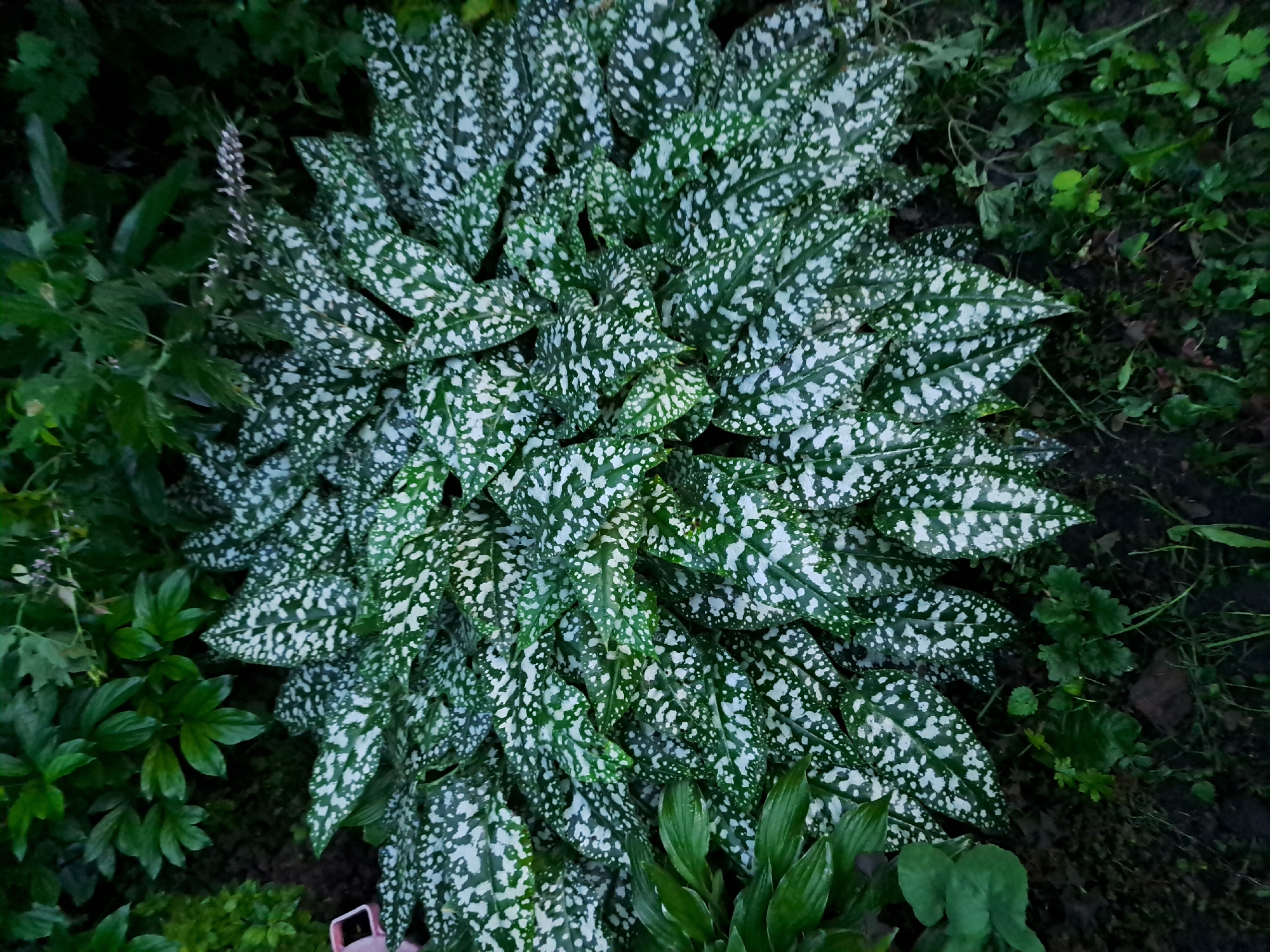 In the city of Chernetsk, Russia, a lush, dense ground cover of spotted plants, likely Begonia maculata or a similar variety, dominates the scene. The heart-shaped leaves are a deep green, intricately patterned with irregular, stippled white markings that resemble splashes of paint. The foliage forms a thick carpet, with leaves overlapping and fanning outwards. Surrounding this central planting is a darker, less defined border of various green leaves and grasses, suggesting a garden or natural setting. A small, bright pink object, possibly a garden marker or tool, is partially visible on the left side, hinting at human presence or cultivation. The overall impression is one of vibrant, variegated foliage thriving in a shaded environment, with the natural textures and muted light creating a sense of depth and richness. The ground beneath the plants is dark and appears to be soil or mulch, with a few fallen leaves scattered amongst the undergrowth.