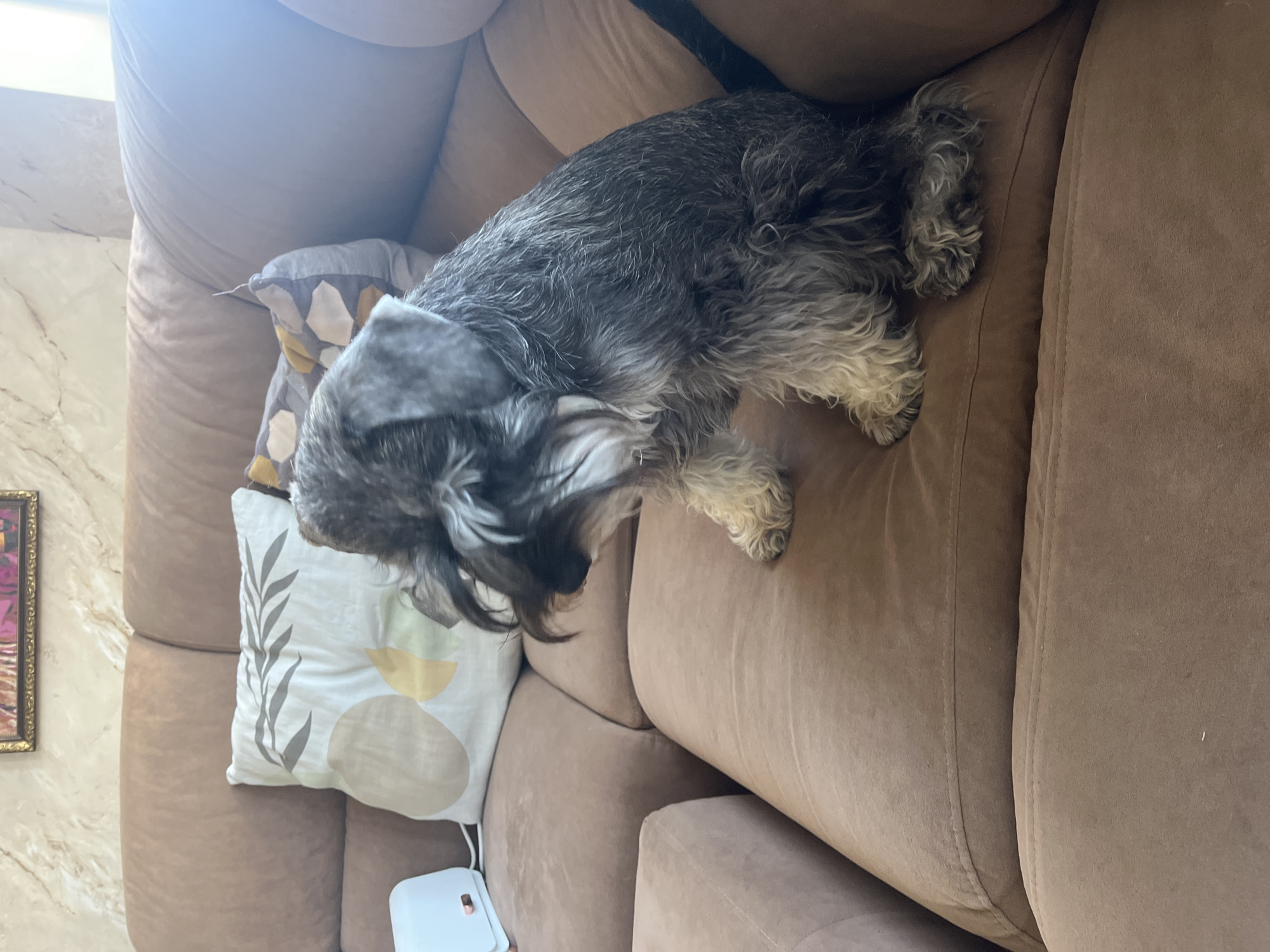 A miniature schnauzer sits on a brown sofa in Vladimirovka, Russia. The dog is facing to the left, with its head bowed. It has gray and white fur, with a shaggy beard and eyebrows. Two pillows are behind the dog on the sofa. One pillow is white with a leaf pattern and abstract circles in yellow and beige. The other pillow is dark gray with a pattern of light-colored geometric shapes. A small white electronic device is on the left side of the sofa. The wall behind the sofa is light-colored with a marble-like pattern.