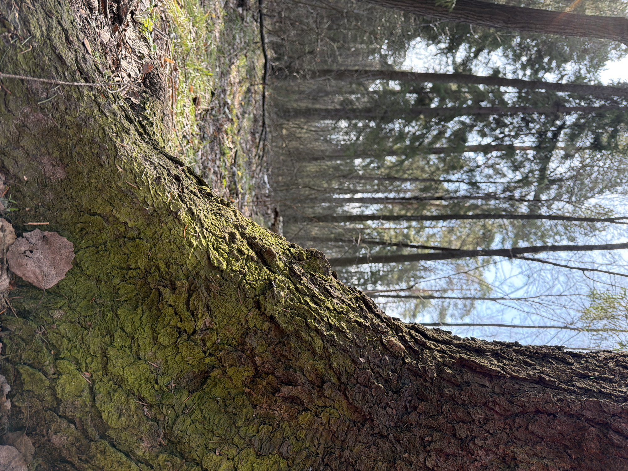 The image depicts a close-up view of the moss-covered bark of a fallen tree in a forest setting. In the background, a dense stand of trees is visible, with glimpses of the sky through the branches. The rough texture of the tree bark is evident, with patches of green moss covering the surface. A few dry leaves are scattered on the bark near the edge. The location of the scene is in a forest in Chaikovsky, Russia.