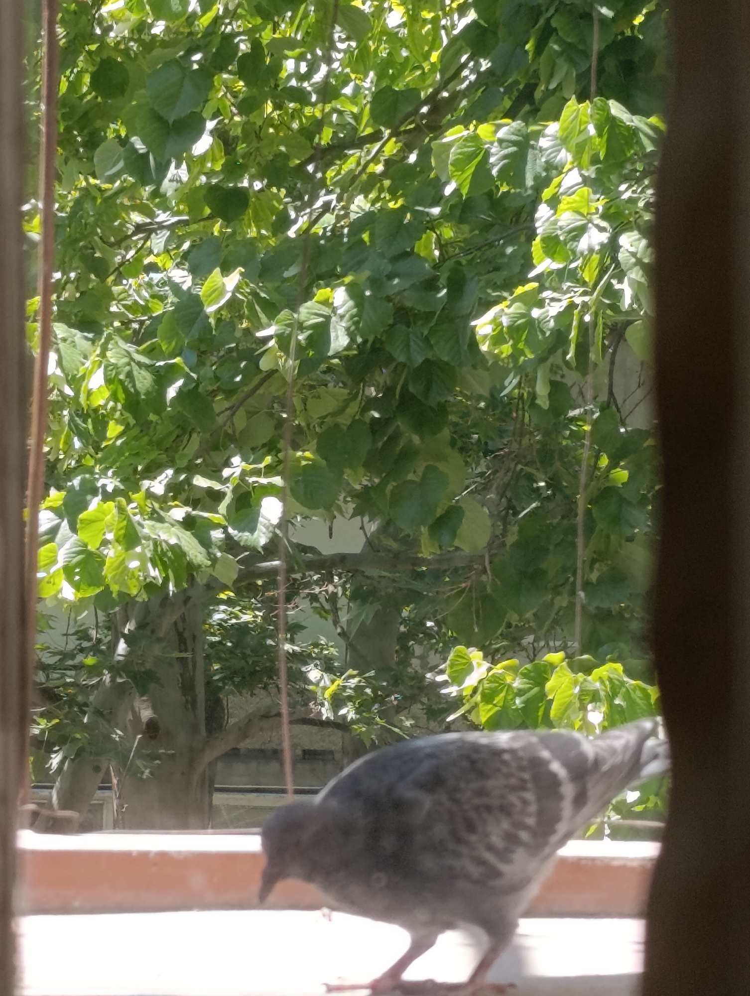 A pigeon is perched on a ledge, facing right, with its head lowered as if pecking. The pigeon is predominantly gray with white markings on its wings and chest. Behind the pigeon, a large tree with abundant green leaves is visible, bathed in sunlight. The scene appears to be outdoors, possibly a balcony or windowsill, with the foliage of a tree filling most of the background. The image is taken from a slightly low angle, looking up towards the tree. The location is identified as Razgrad, Bulgaria.