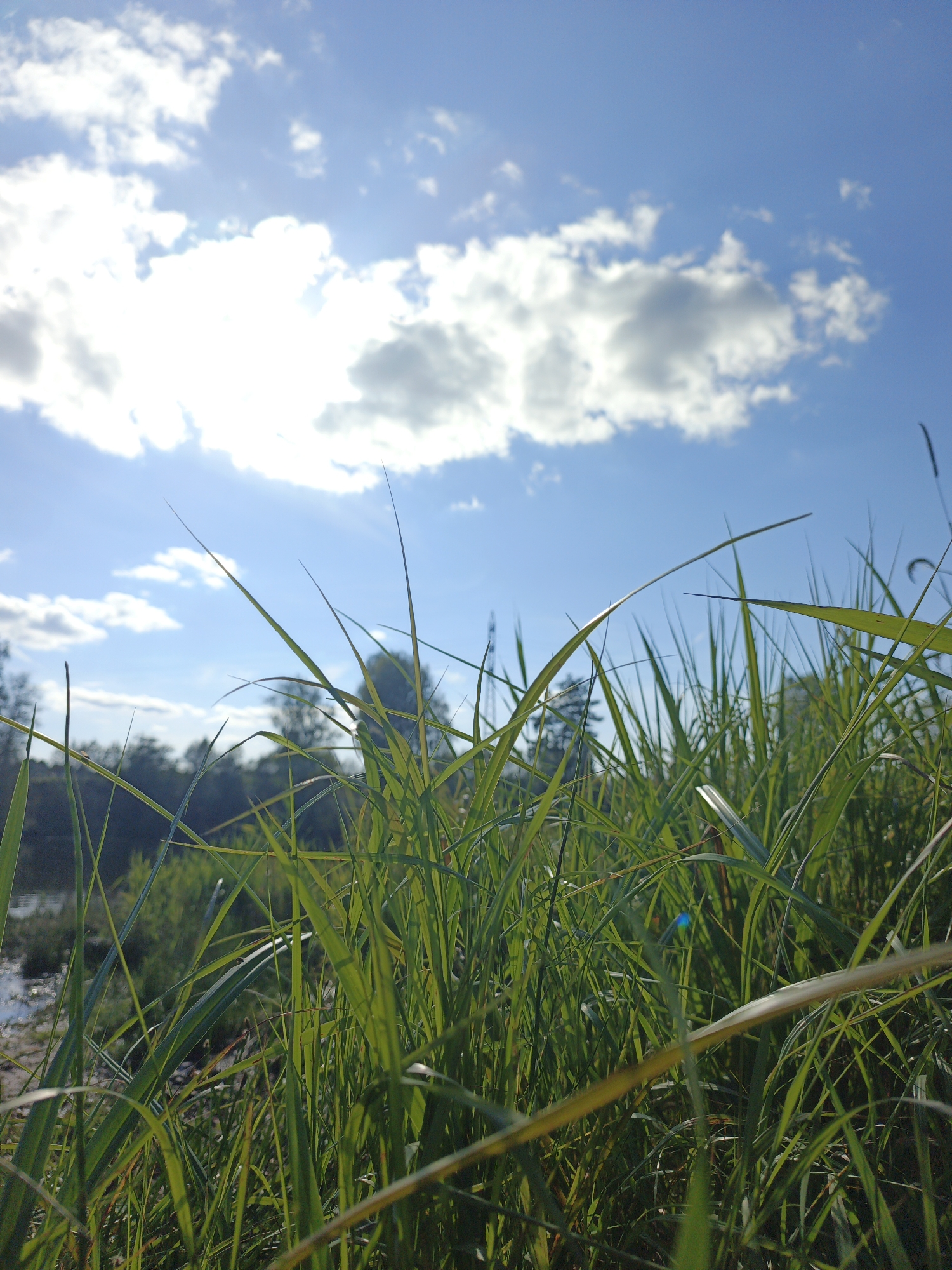 A low-angle, close-up shot captures lush green grass in the foreground, with blades sharply defined and extending towards the viewer. Beyond the grass, a body of water, possibly a river or lake, shimmers, reflecting the bright sky. The background is filled with trees and foliage, creating a natural, outdoor setting. The sky above is a vibrant blue, dotted with fluffy white clouds. Sunlight streams through the clouds, creating a bright, airy atmosphere. The location is identified as Urtiushka, Russia, suggesting a rural or natural environment within or near the city. No people or specific actions are depicted, the scene focuses on the natural landscape under a bright sky.