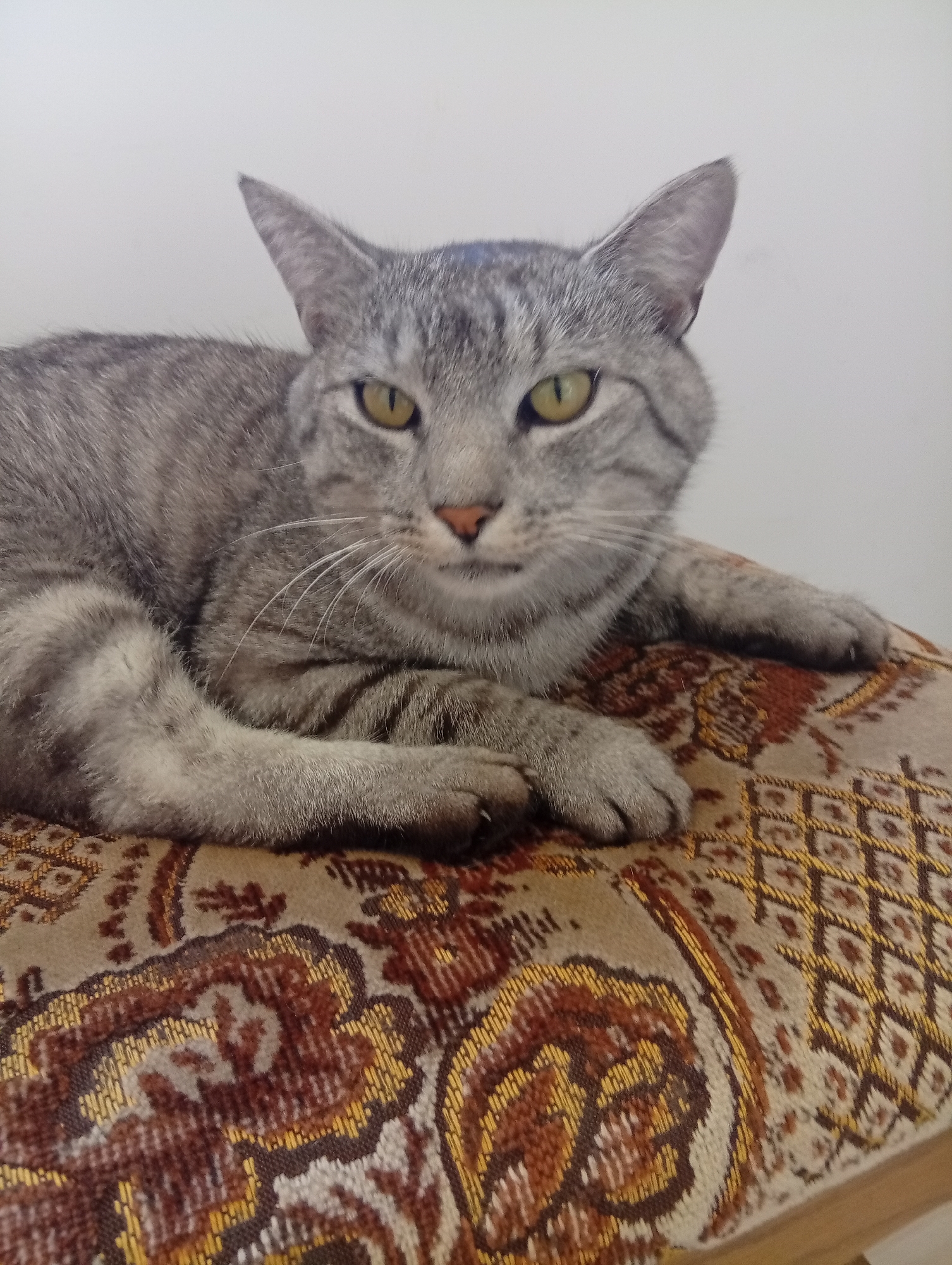 A close-up, eye-level shot captures a grey tabby cat lounging on a patterned cushion. The cat is positioned centrally, facing the camera with its front paws crossed. Its eyes are a striking yellow-green, and its ears are perked forward. The background is a plain, light-colored wall. The cushion beneath the cat features an intricate, damask-like pattern in shades of brown, gold, and cream, with a textured finish. The image is well-lit, with no visible shadows. There is no information available about the specific location of this image in Wrocław, Poland.