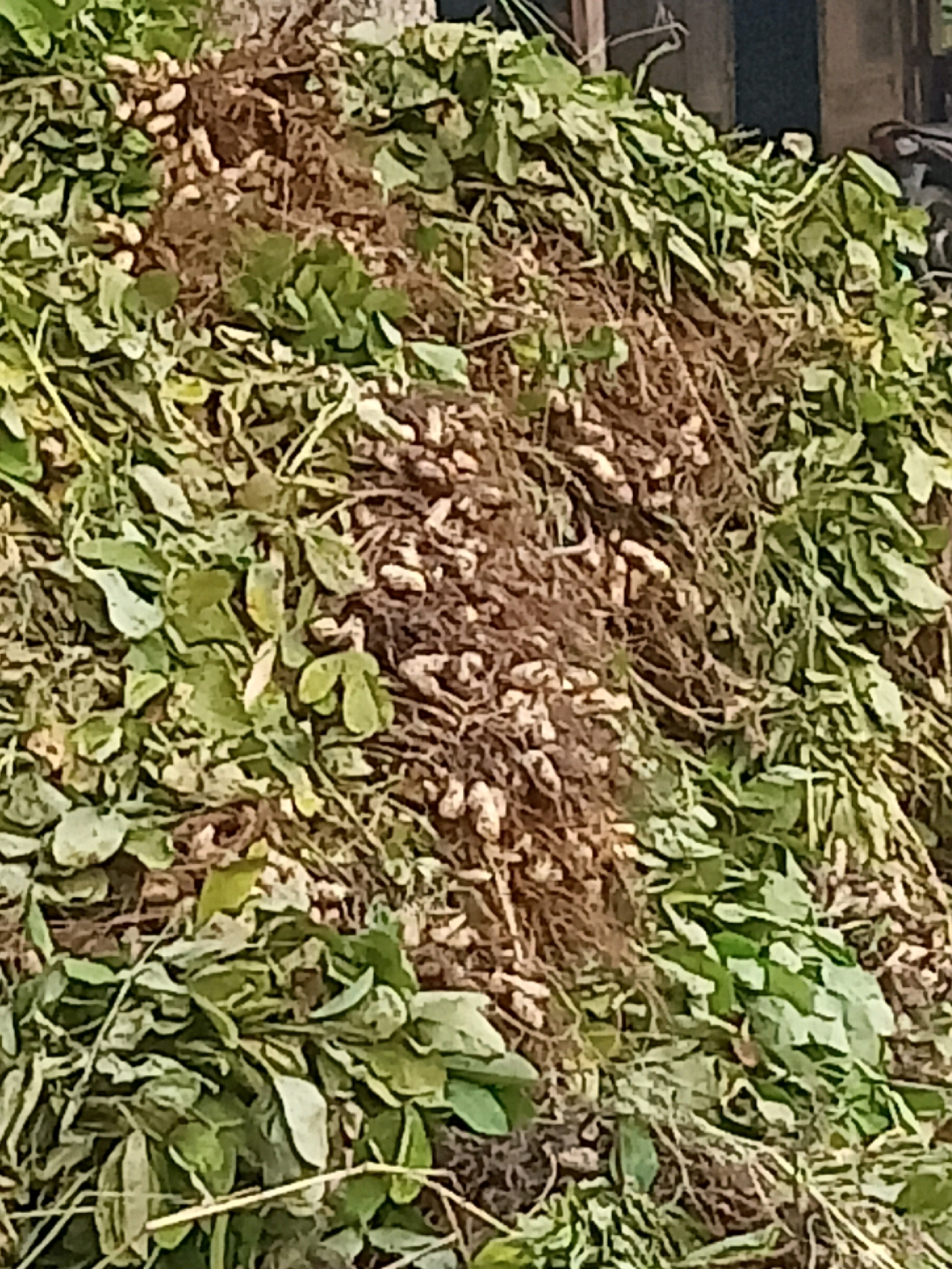 The image shows a large pile of freshly harvested peanuts. The peanuts are still attached to their vines, which are a mix of green leaves and brown stems. The pile is of varying heights and appears to be outdoors, possibly in a field or agricultural area. The background is out of focus but suggests a rural or semi-rural setting. No people are visible in the image, and no specific location in Slogo, Indonesia can be identified.