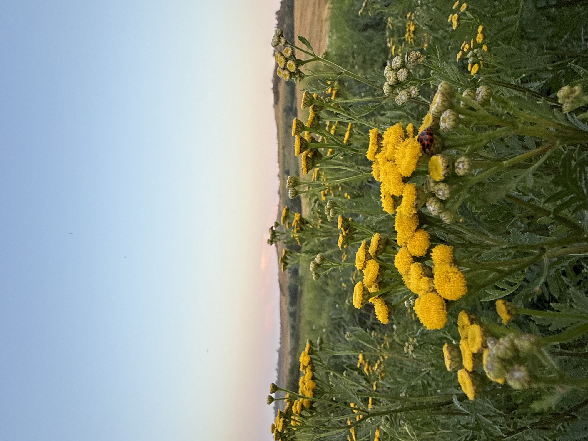 A low-angle, vertical, medium shot captures a field of yellow tansy flowers at dusk in an outdoor setting. The flowers, with their round, fluffy blooms, are the primary focus, occupying the lower half of the frame. Some flowers are in full bloom, while others are still in bud or past their prime, showing buds that are starting to turn brown. A ladybug with red wings and black spots is visible on one of the flower heads. The background shows a gentle slope of rolling hills covered in green grass and fields of dried yellow crops. The sky above transitions from a soft pale blue at the top to a gradient of pink and orange hues near the horizon, indicating the setting sun. The scene is natural and tranquil, with no human presence. The location is unknown.