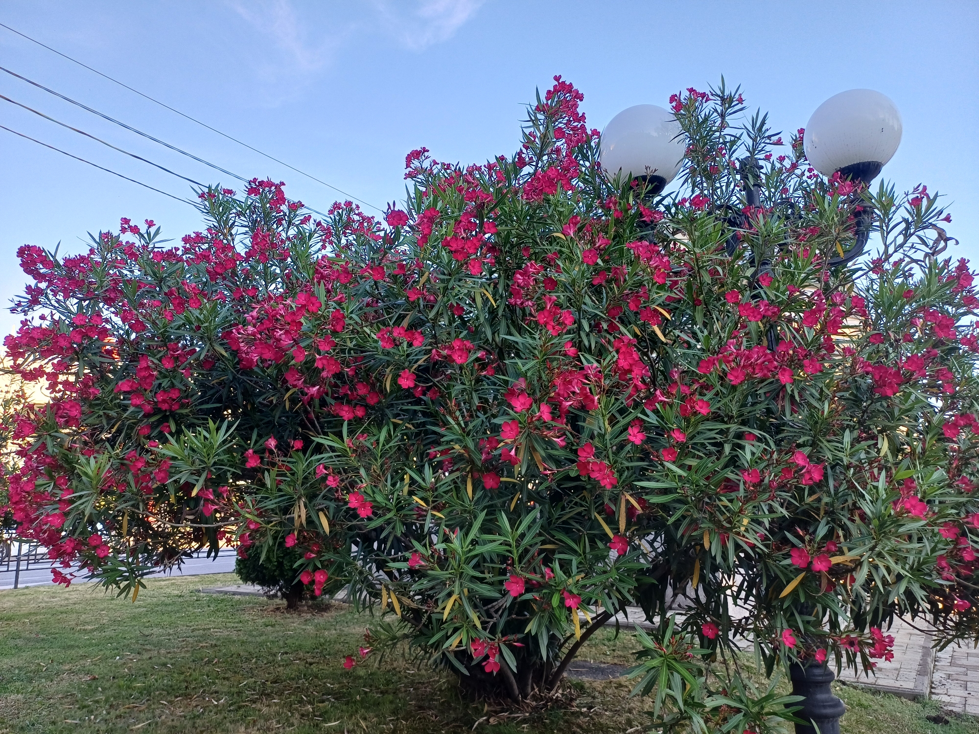 The media file depicts a vibrant oleander bush in full bloom, with its bright pink flowers creating a striking contrast against the lush green foliage. The bush is situated in an outdoor setting, possibly a park or a streetscape, given the presence of a lamppost with two large, white globes, and a paved walkway in the background. A patch of neatly mowed grass is visible in the foreground, suggesting a well-maintained public space. Overhead, power lines stretch across the clear blue sky, indicating an urban or suburban environment. The sky is partly cloudy, with wispy clouds adding texture to the expanse. The lighting suggests it is either early morning or late afternoon, with a soft, diffused light illuminating the scene. There are no people visible in the image, focusing the viewer's attention entirely on the natural beauty of the flowering bush and the surrounding elements. The overall impression is one of tranquility and the pleasant atmosphere of a serene outdoor environment. The location context of Sochi, Russia, further enhances this perception, evoking images of coastal resorts and Mediterranean-like flora.