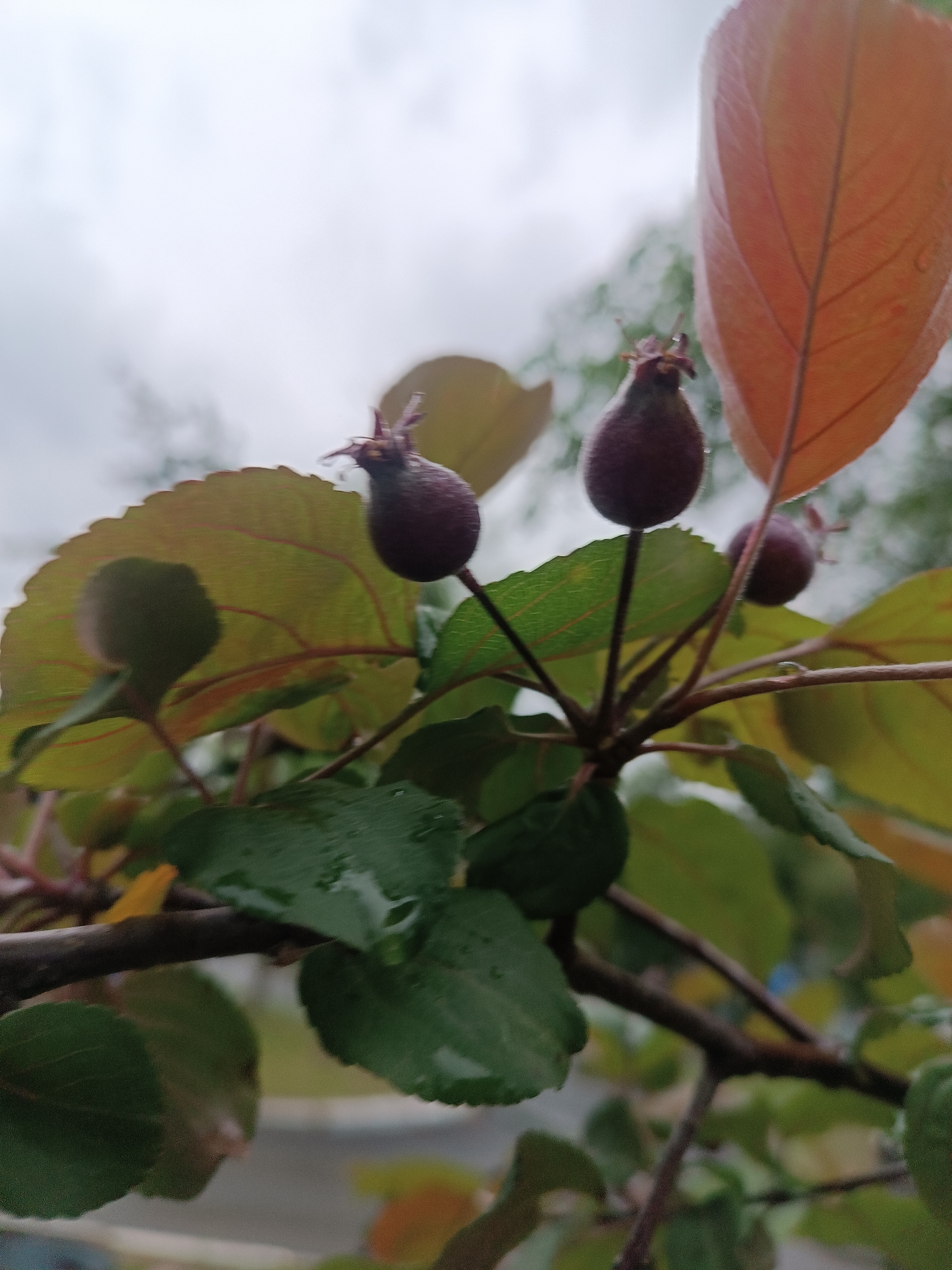 The image presents a close-up, upward-angled view of a plant branch, likely from a tree or shrub, laden with small, roundish, dark purplish fruits. At least three fruits are visible, with two prominent ones in sharp focus towards the top-center, exhibiting a slightly textured, fuzzy surface and distinct calyx remnants. A third, smaller fruit is blurred in the background.
The branch supports numerous leaves displaying a gradient of colors, from vibrant green in the foreground to muted yellowish-green and warm reddish-orange tones, especially on the larger leaves higher in the frame. Several green leaves in the mid-ground and foreground show visible water droplets, suggesting recent rain or heavy dew.
The background is softly blurred, revealing a light, overcast, or cloudy sky, which appears in shades of grey and white. This natural, diffused lighting illuminates the scene. The image captures a moment of natural growth, possibly during late summer or early autumn, in Chaikovsky, Russia. No human figures or discernible text are present.