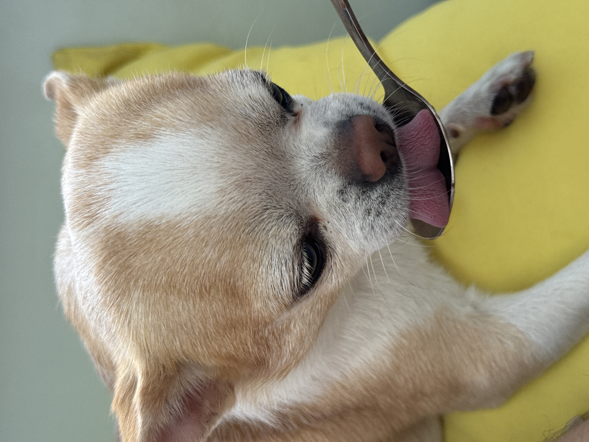 A close-up shows a tan and white Chihuahua-like dog with its tongue extended to lick a silver spoon. The dog is lying on a yellow surface, possibly a pillow or cushion. The dog's left foreleg is visible near the spoon. The location is not discernible from the provided image and cannot be verified as Rostov-on-Don, Russia.