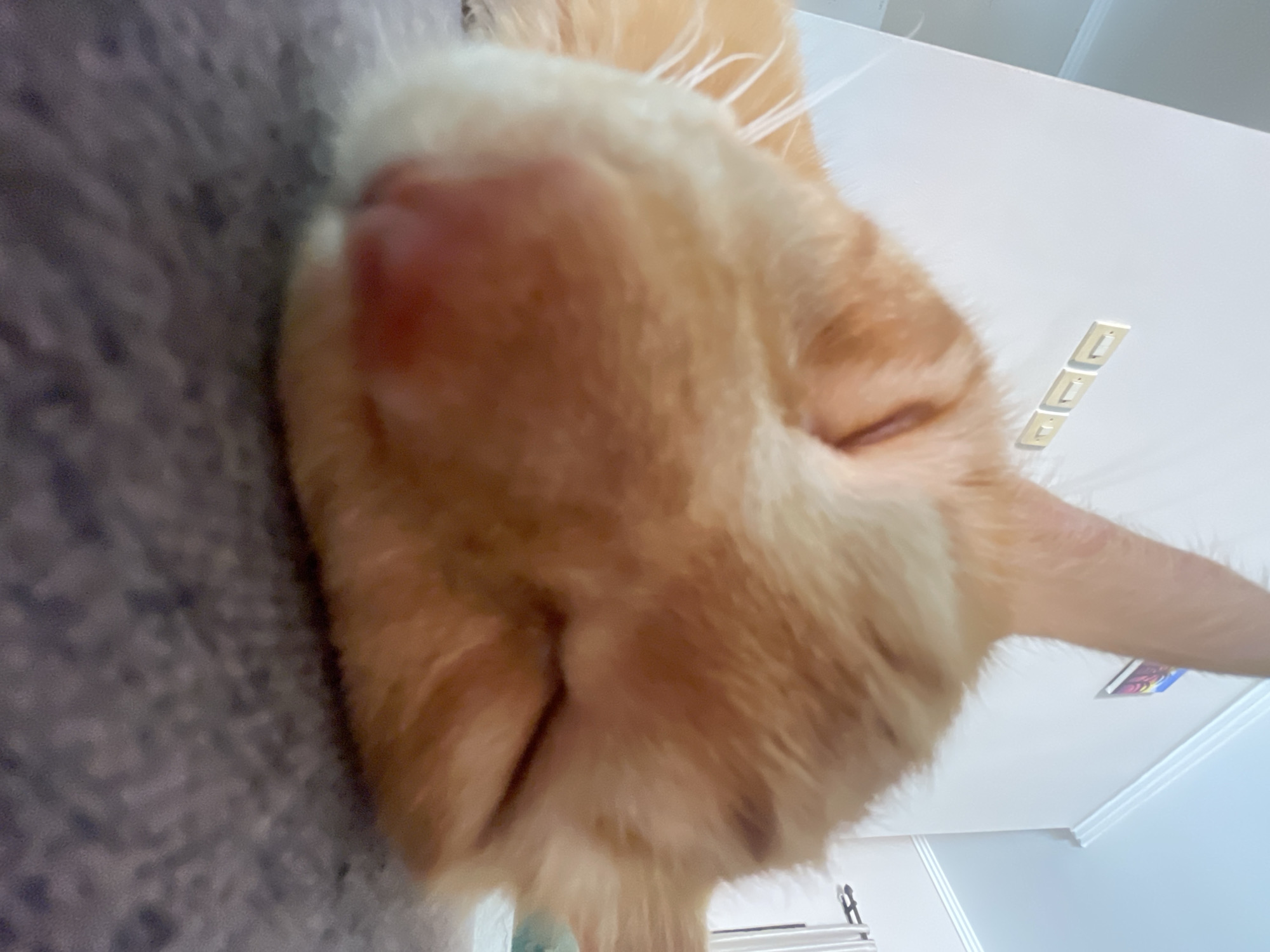 The image depicts a close-up view of an orange tabby cat's face. The cat is resting its head on a gray textured surface, possibly a blanket or cushion. The perspective is angled, looking upwards towards the cat. The background includes a white wall with light switches and a section of a blue wall. The location in the city of Denpasar, Indonesia, cannot be determined from the image.