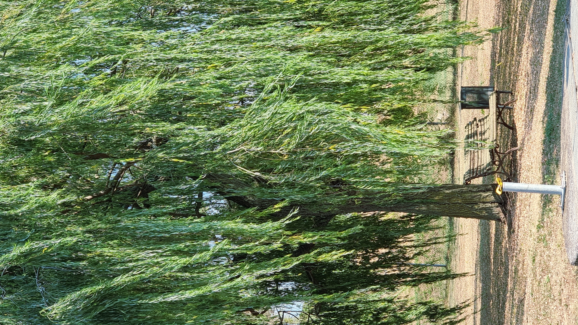 A weeping willow tree dominates the frame, its long, green branches cascading down to create a natural canopy over a park scene. Beneath the tree, a weathered wooden park bench with an ornate metal frame sits on a bed of dry leaves and grass. To the right of the bench, a dark, cylindrical trash can stands. In the foreground, a metallic pole with a yellow object is visible. The ground is covered in a mix of dry grass, leaves, and some patches of exposed earth. In the background, a gentle slope covered in grass rises, with some distant trees and a bright blue sky visible above. The image appears to be taken in a park or outdoor recreational area.