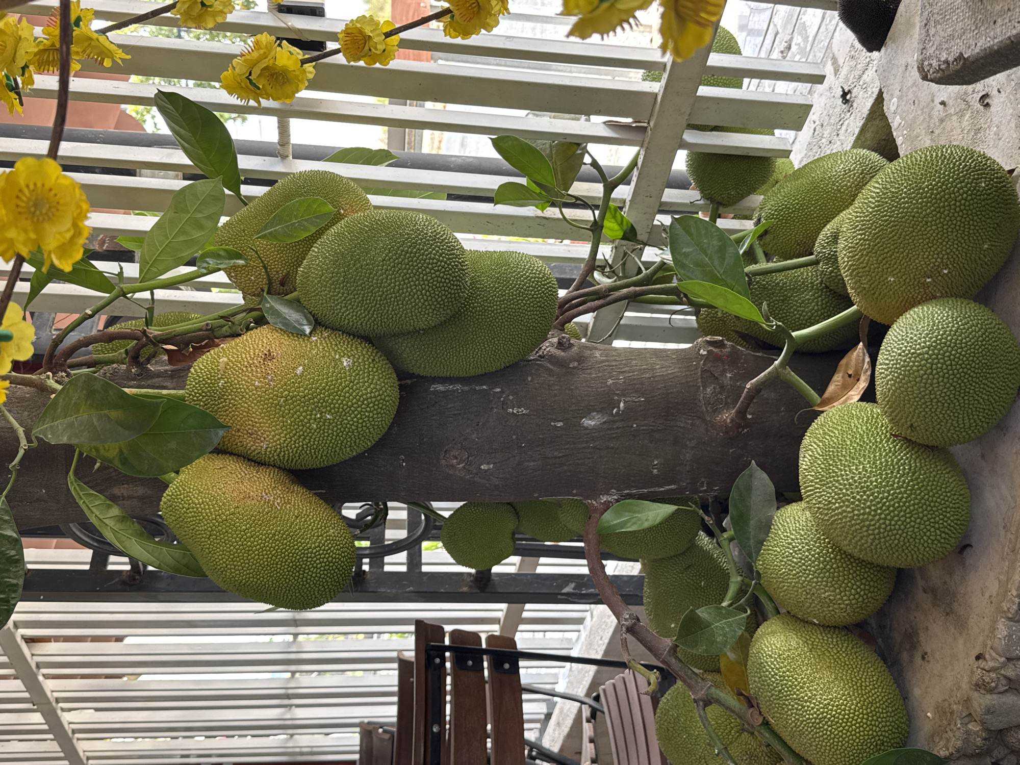 The image depicts a collection of jackfruits growing on a tree, with several fruits also resting on a textured surface at the base of the tree. The jackfruits are varied in size and ripeness, with some appearing bright green and others having hints of yellow. They are characterized by their spiky exterior. The tree trunk is dark and textured.
In the background, there is a white slatted fence and some yellow artificial flowers. Behind the fence, a blurred outdoor environment is visible, possibly indicating a porch or patio area with some furniture. Part of a wooden table and chairs are visible to the left, suggesting an outdoor seating area. The overall setting suggests a domestic or commercial space where jackfruits are cultivated or displayed. There are no people or animals present in the image.
The provided context indicates the location as Nam Nha Trang Ward, Vietnam, which is consistent with the tropical fruits and the architectural elements in the background. The lighting suggests it is daytime, with diffused light casting gentle shadows.