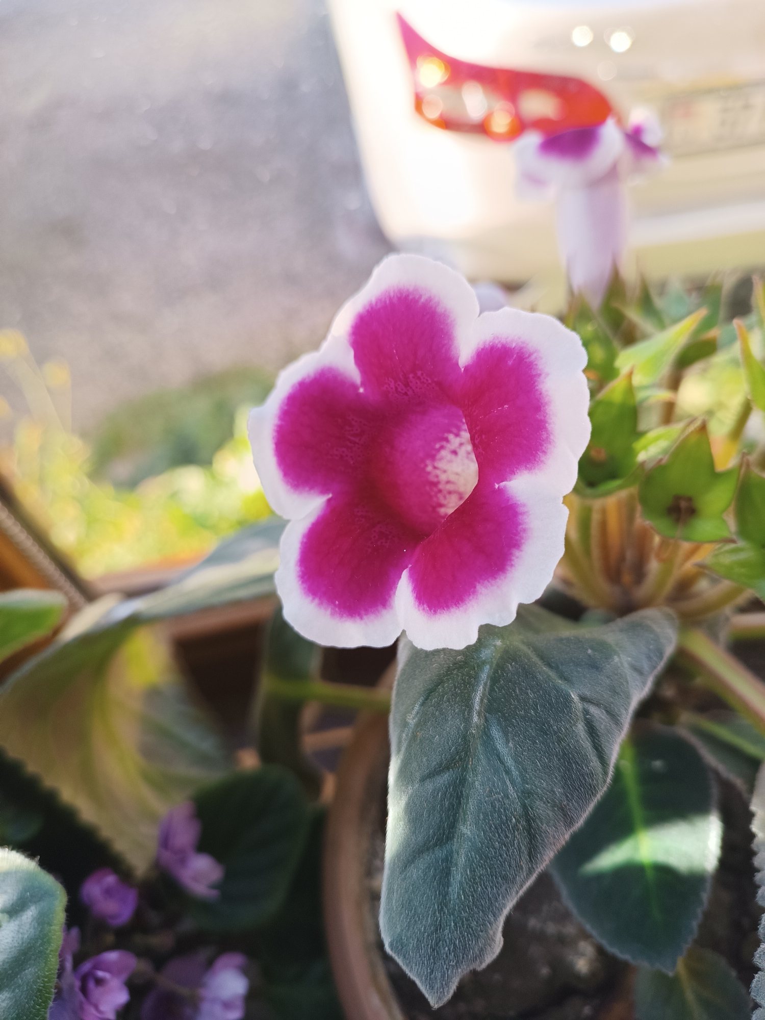 A close-up, eye-level shot captures a vibrant pink and white flower in focus. The flower's petals are edged in white, transitioning to a deep fuchsia in the center, with delicate white speckles visible towards the bloom's core. To the right of the main flower, several small green buds are clustered together. Below the prominent bloom, a fuzzy, dark green leaf with pronounced veins takes up a significant portion of the lower right frame. In the background, out-of-focus elements include more greenery, a hint of a pink and white flower bud, and a blurry object with red and white accents, possibly a decorative item or part of another plant. A portion of a brown pot is visible in the lower right. The lighting suggests it is daytime, with sunlight creating bright highlights and casting soft shadows. The overall impression is of a healthy, blooming plant in a natural or indoor setting, possibly on a windowsill due to the diffused light. No text is visible in the image.