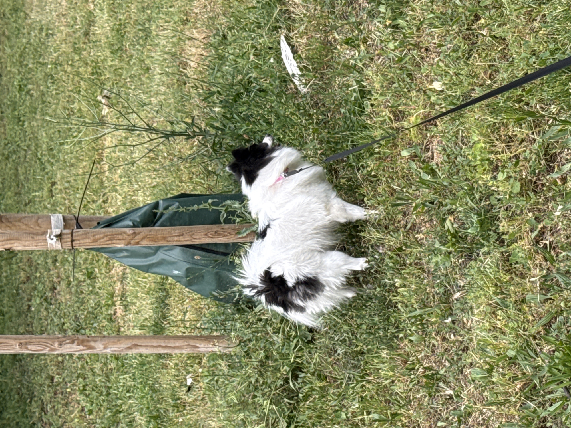 A small, black and white dog lies on a grassy area in Stara Zagora, Bulgaria. The dog is on a leash and appears to be resting near a small sapling and a green bag propped up by wooden stakes. The location appears to be outdoors during daylight hours. The image is rotated sideways.
