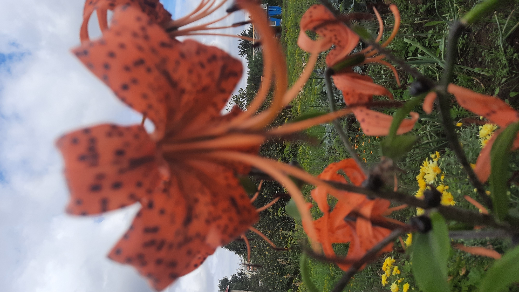 A close-up, blurry shot focuses on the orange petals of tiger lilies in bloom against a backdrop of a cloudy sky and a green garden. In the distance, a small blue building with a red roof is visible amongst trees. The garden appears to be located in a rural or suburban area. The focus of the image is on the intricate patterns and colors of the lily petals, with other elements of the scene rendered out of focus. The composition suggests a natural, outdoor setting, possibly a backyard or a public garden. The weather appears to be overcast, with a mix of white clouds and patches of blue sky.