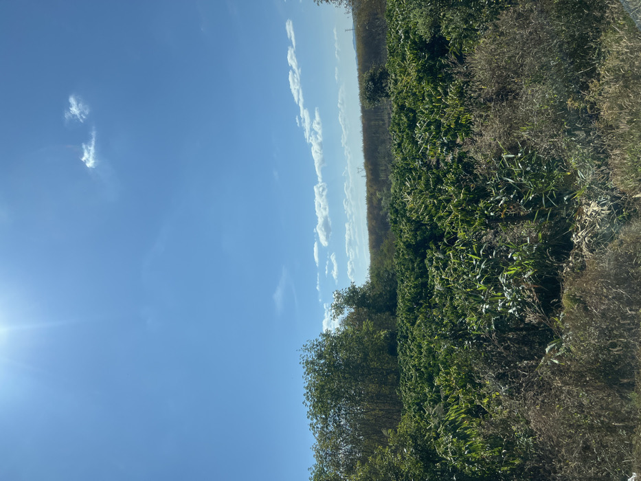 A vivid daytime shot displays a bright blue sky dotted with light, wispy clouds. The sun's glare illuminates the scene from the bottom left. A band of lush green vegetation, possibly trees and dense foliage, occupies the right side of the frame. Further back, a row of tall, thin trees stretches horizontally, fading into the distance under the partly cloudy sky.