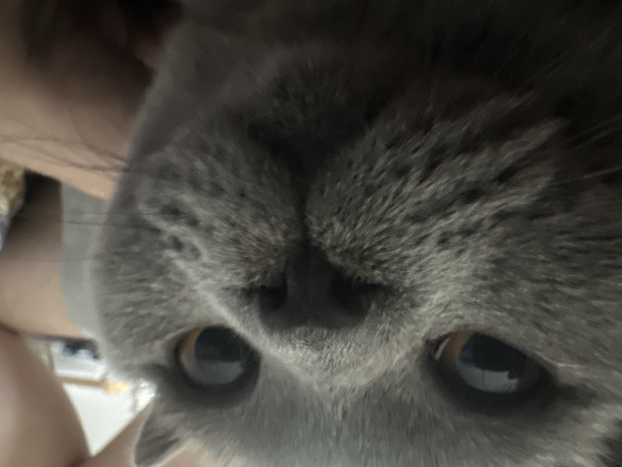 A close-up, low-angle shot shows the face of a grey cat looking directly at the camera. The cat's fur is short and dense, with a lighter shade around its nose and mouth. Its eyes are large and round, with dark pupils and amber irises, reflecting a dimly lit environment. The cat's nose is dark and moist, and its mouth is slightly open, revealing a hint of its tongue. The background is out of focus, but appears to be indoors with a hint of human skin and some blurred objects. The overall impression is one of curiosity and perhaps a bit of surprise from the feline subject. The image is grainy and has a shallow depth of field, with the focus primarily on the cat's face.