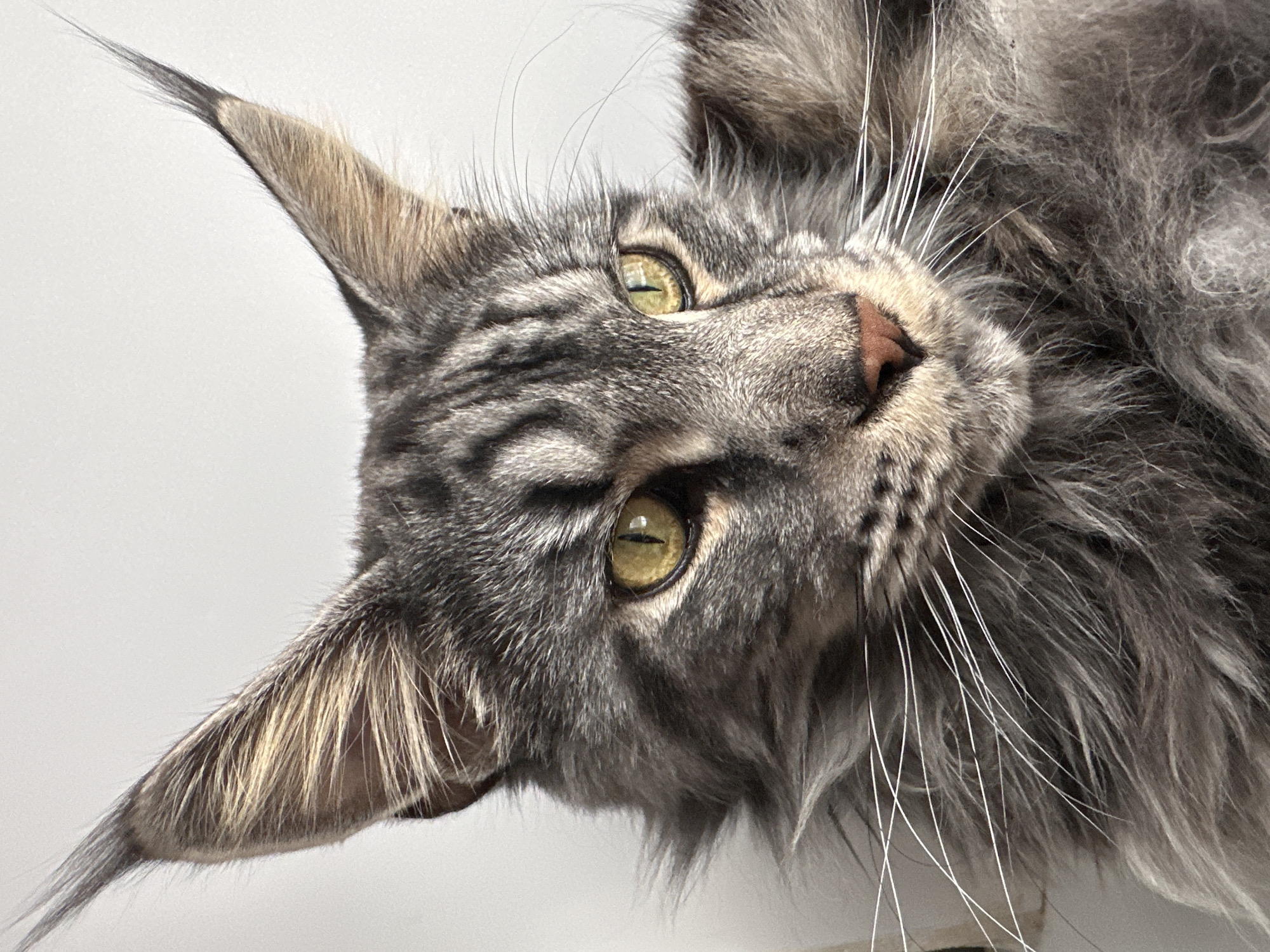 A close-up of a gray tabby Maine Coon cat's face is displayed. The cat is oriented with its head slightly tilted, creating an unusual perspective. The cat has prominent ear furnishings and long white whiskers. Its eyes are a striking yellow-green color. The background is a plain white surface, devoid of any distinguishing features.
The location in the city of Chaikovsky, Russia is not discernable from the image and therefore cannot be factually included.