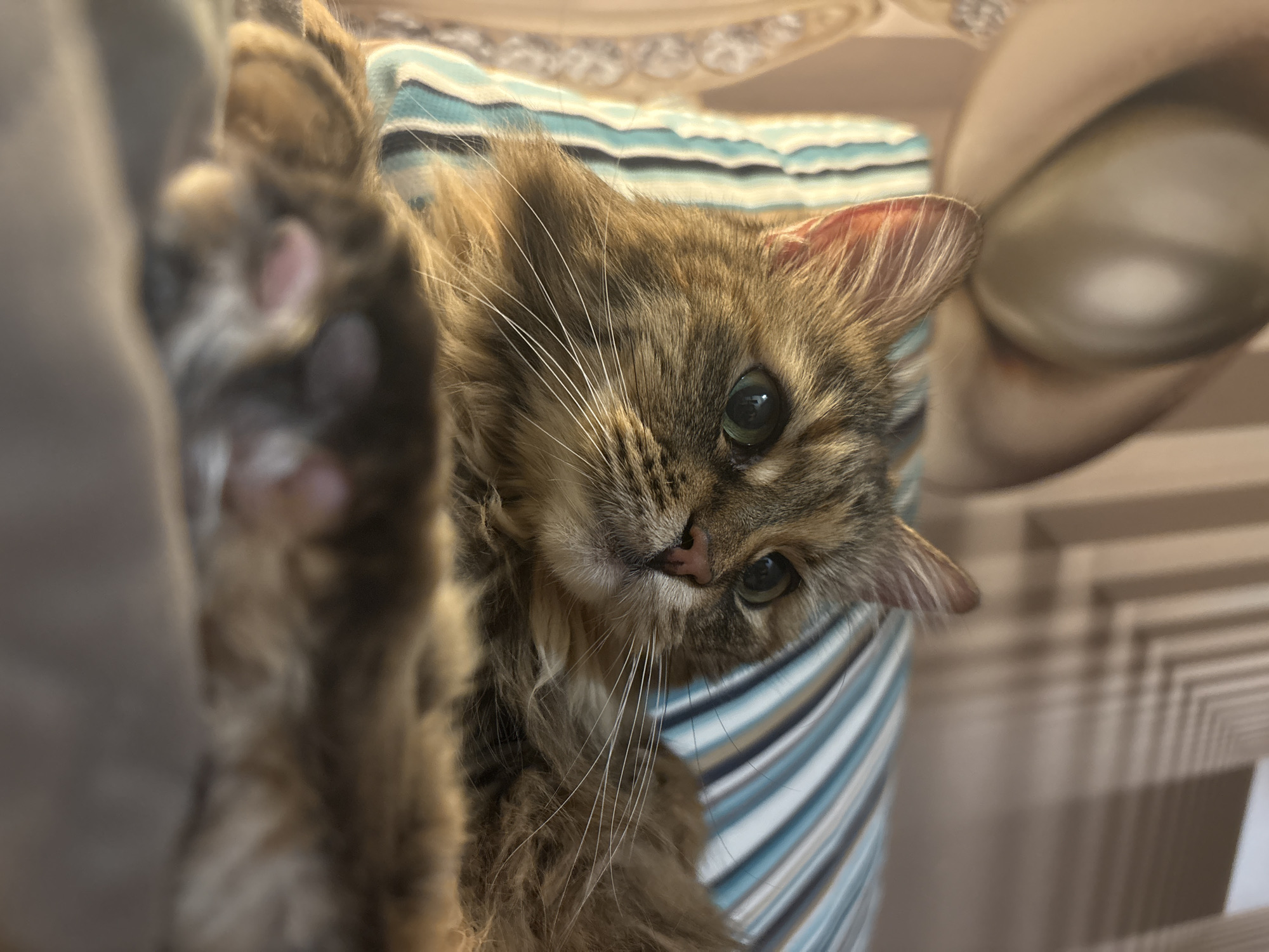 A close-up, low-angle shot captures a long-haired tabby cat resting on a bed in what appears to be a bedroom. The cat is facing right, with its head tilted slightly and its green eyes wide open, looking attentively towards something out of frame. Its fur is a mix of brown, black, and tan, with distinct tabby markings on its face and body. The cat's front paws, with visible pink paw pads, are resting on the surface of the bed. Behind the cat, a striped pillow with blue and white bands is visible, as is a portion of a wall with a textured pattern. The lighting suggests it is indoors, likely during the day or evening, with soft light illuminating the cat's face. The overall scene conveys a sense of calm and domesticity. The location in Bar, Montenegro, is an assumption based on the prompt and is not visually verifiable from the image itself.