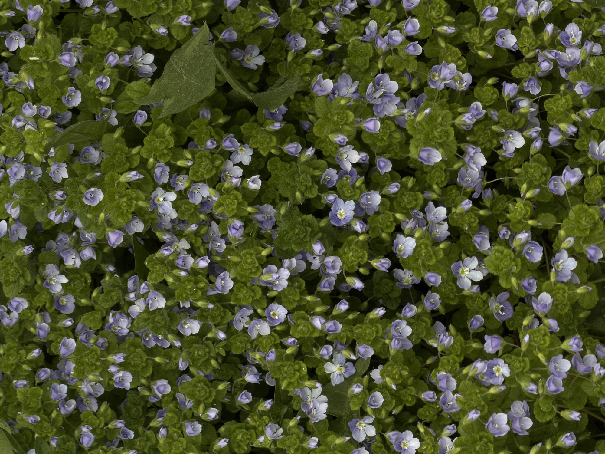 The image shows a dense patch of small, light purple flowers with green foliage. Some larger green leaves are scattered among the flowers. The focus is tight, providing a top-down view of the plant life. There is no evidence in the image to suggest its location in Perm, Russia, or any specific city. No people or interactions are visible. The environment appears to be a natural, outdoor setting.
