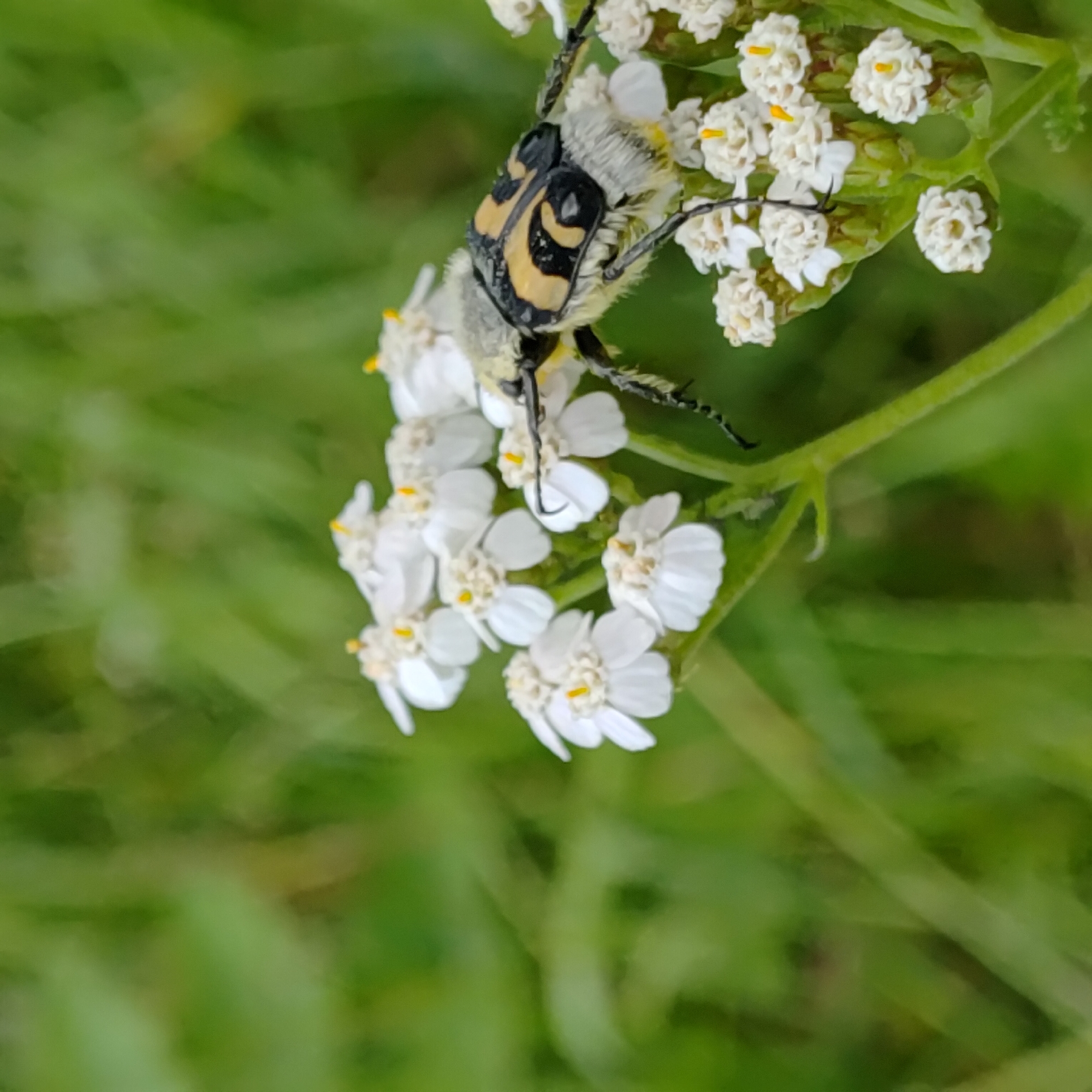 A close-up, eye-level shot captures a banded beetle with black and yellow markings and a fuzzy grey body perched on a cluster of small white flowers. The beetle is positioned on the right side of the frame, facing left, with its legs extended. The flowers, which have yellow centers, are clustered together on a green stem. The background is a soft, blurred green, suggesting foliage. The scene is set in the city of Markovo, Russia.