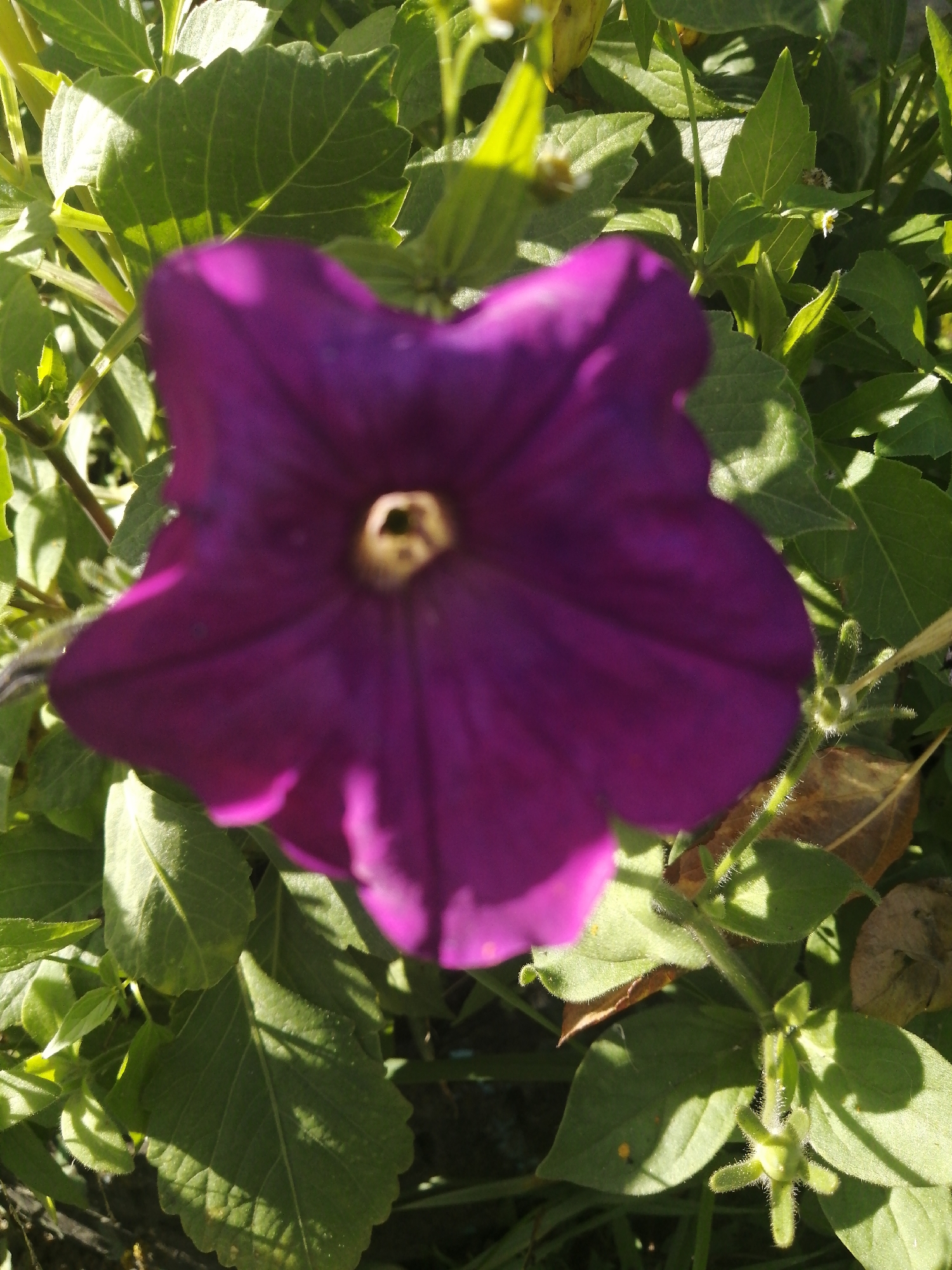 The image shows a close-up of a vibrant purple petunia flower in bloom, with its petals slightly unfocused. The flower is surrounded by lush green foliage, some of which is in shadow. The lighting suggests it is daytime, with sunlight filtering through the leaves and casting shadows. There is a small, unopened bud visible on a stem to the right of the main flower. The overall scene depicts a natural outdoor setting, likely a garden or a park within the Доўгаўскі сельскі Савет, Belarus.
