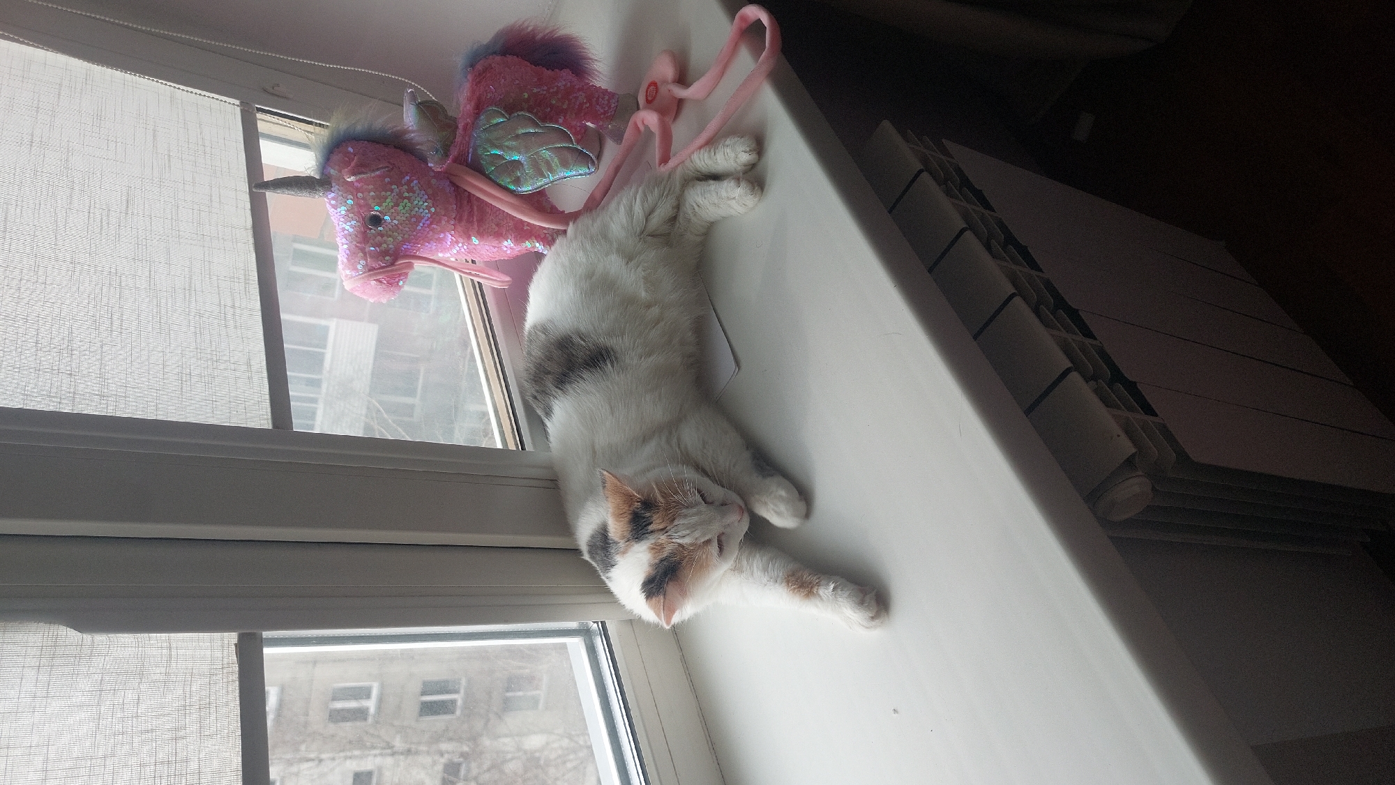 A medium-shot depicts a cat lying on a window sill next to a stuffed unicorn toy. The cat is predominantly white with patches of gray and tan, and its eyes are closed as if it is sleeping. The toy unicorn is pink with a glittery horn and wings. Next to it is a pink child's backpack. The windowsill is white and is located inside a room with a radiator and window blinds. The view through the window reveals an urban landscape, possibly Novosibirsk, Russia, with buildings visible in the distance. The image is well-lit with natural light coming through the window.