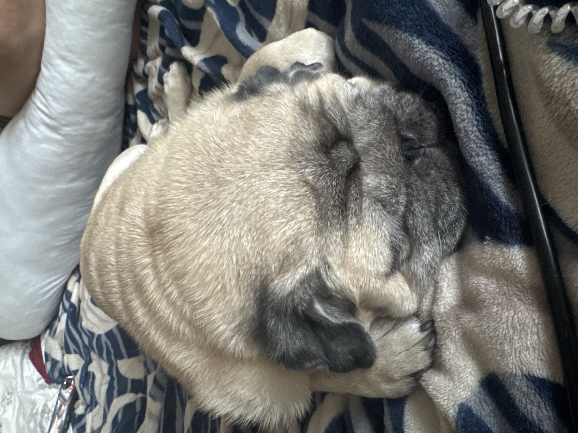 A pug dog is sleeping on a blue and white striped blanket. The pug's face is covered by its paws, and its eyes are closed. The blanket is on a bed, and there is a white pillow in the background. The scene appears to be indoors, possibly in a bedroom. There is no visible indication of the location being in Bishkek City, Kyrgyzstan.