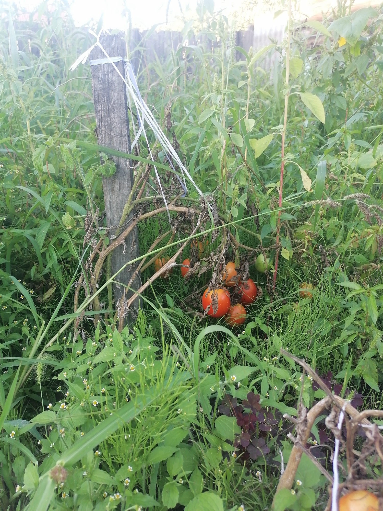The image shows an overgrown garden with tomato plants and other vegetation. A weathered wooden post, likely a support for the plants, stands in the center of the frame. White ribbons are tied to the post, possibly for marking or as part of a makeshift repair. Several ripe tomatoes, some red and some green, are visible among the plants, some fallen to the ground. The overall impression is one of neglect or a natural, uncultivated state. The location is identified as Novopokrovka, Russia, though the image itself does not contain any explicit geographical markers. There are no people or animals visible in the scene.