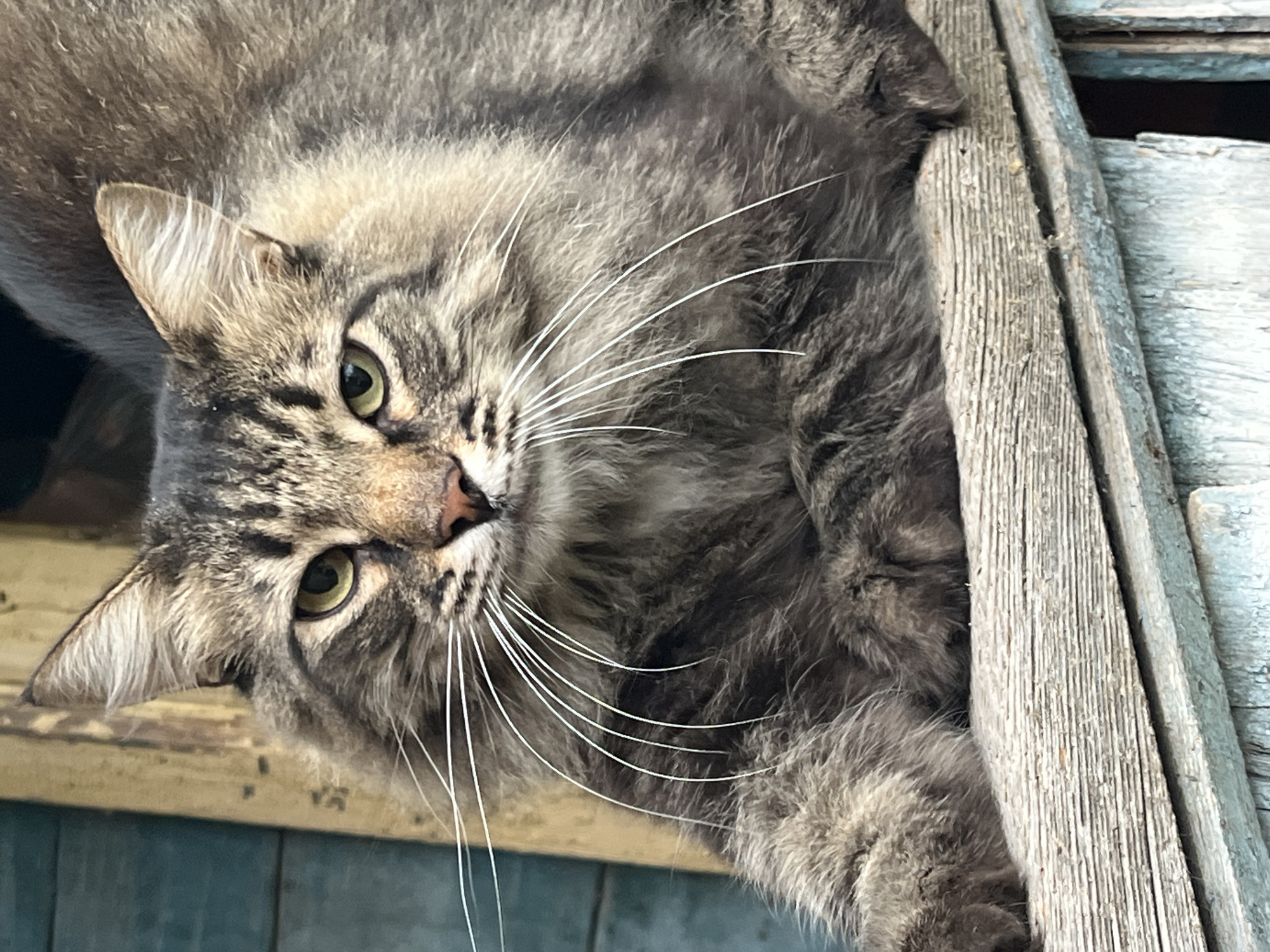 A close-up, eye-level shot captures a long-haired tabby cat with green eyes and prominent white whiskers, resting on a weathered wooden surface. The cat's fur is a mix of gray, brown, and black stripes. Behind the cat, a teal-colored wooden wall and a vertical wooden beam are visible. The scene appears to be outdoors, possibly in an urban or rural setting. The image composition focuses on the cat's face and front paws. The image is located in Krasnyye Barrikady, Russia.