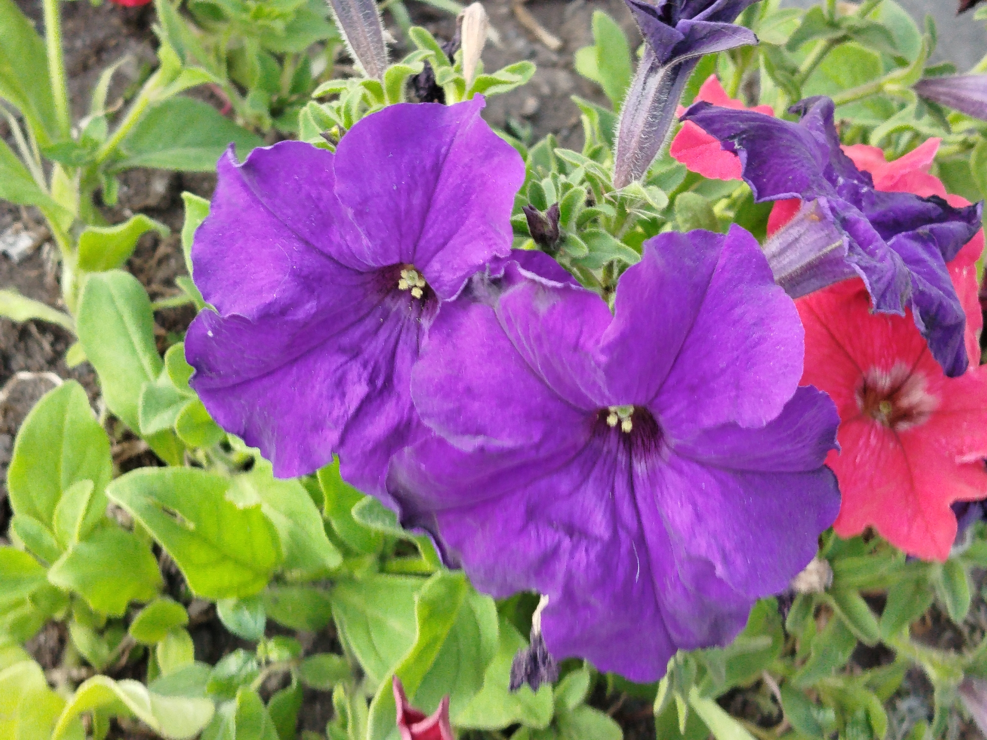 Two large, vibrant purple petunia flowers are the primary focus of this close-up, outdoor photograph. The flowers are in full bloom and positioned in the lower-center and lower-right of the frame, with their trumpet-shaped petals unfurled. A few other petunias, one bright pink and one darker purple, are visible in the background, along with lush green foliage and dark soil. The image appears to be taken at a shallow depth of field, with the foreground flowers sharply in focus and the background slightly blurred. There are no people or animals present in the image. The image is a close-up shot of flowers in what appears to be a garden setting. This specific location in the city of Qarağandı city administration, Kazakhstan cannot be determined from the image.