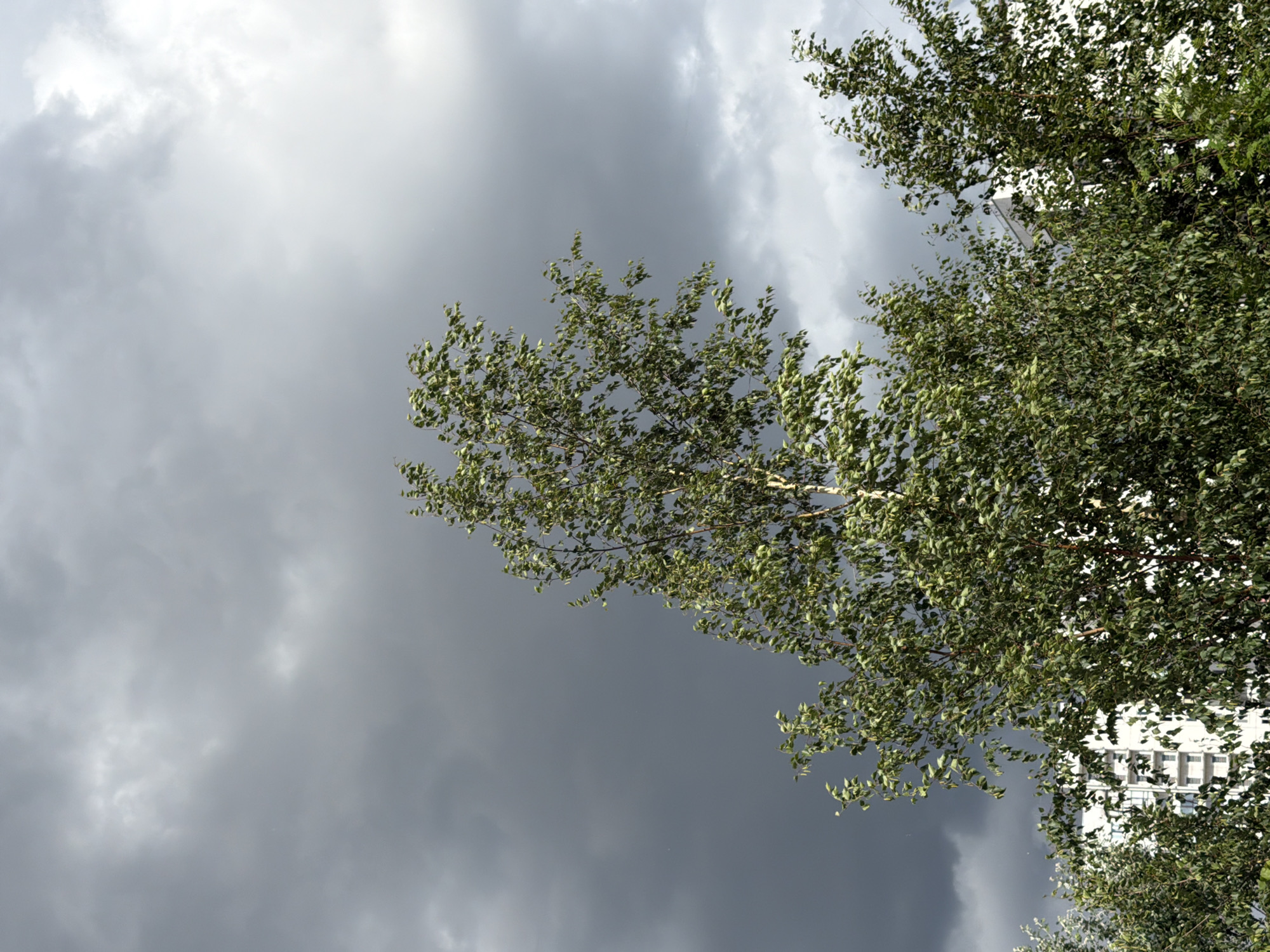 This image shows a view looking up at a tree with green leaves against a dramatic, cloudy sky. The clouds are a mix of dark gray and lighter, wispy white, suggesting overcast or possibly stormy weather. The leaves of the tree are dense and appear to be rustling, indicating wind. In the background, through the foliage, a portion of a modern white building with many windows is visible. The lighting suggests it could be daytime, but the heavy cloud cover creates a somber mood. The image has a slightly tilted perspective, adding to the dynamic feel of the scene. Given the location context of Saint Petersburg, Russia, the cloudy sky is a common element of the city's climate. No people are visible, and no text is present in the image.
