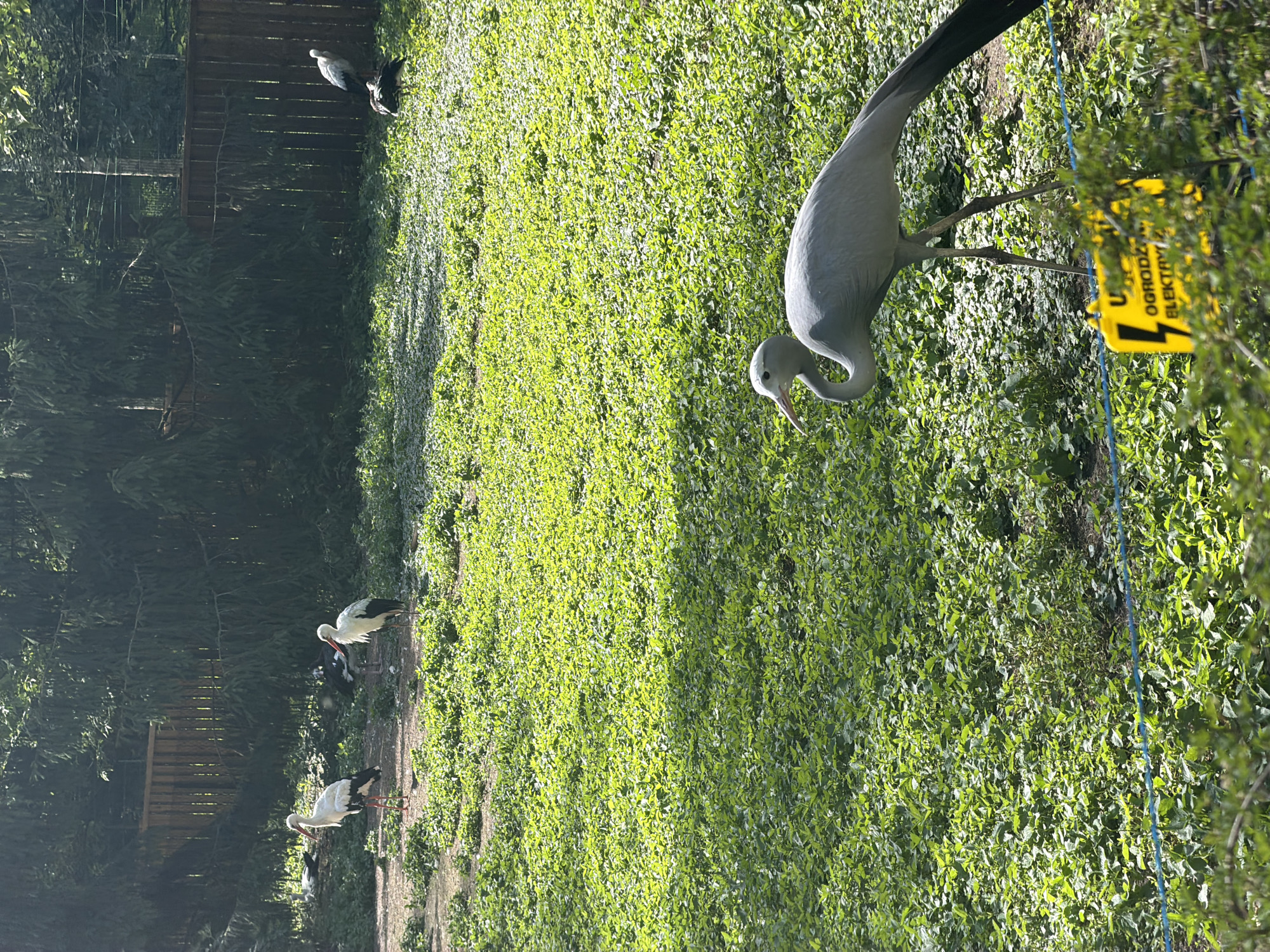 The image depicts an outdoor scene on a sunny day. In the foreground, a tall, slender grey bird with a long neck and beak is pecking at the ground, which is covered in lush green grass and some low-lying bushes. Further in the background, on the left side of the frame, several white birds with black markings and long legs are visible, also appearing to be foraging on the grassy terrain. Behind these birds is a wooden fence and dense trees, suggesting a park or a zoo enclosure. A bright yellow sign with black text is attached to a thin blue rope near the right edge of the image, partially obscured by foliage. The sunlight creates dappled patterns on the grass, indicating it is likely midday. The overall atmosphere is peaceful, with the birds engaged in their natural activities.