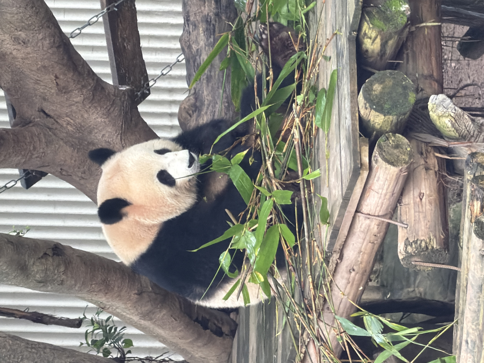 A giant panda is sitting on a wooden platform, eating bamboo. The panda is mostly black and white, with black ears and patches around its eyes. It is surrounded by many stalks of bamboo. The platform is made of weathered wood planks and logs, and it appears to be elevated. In the background, there is a corrugated metal fence and some tree branches. The overall scene suggests an outdoor enclosure for the panda, likely in a zoo or wildlife park. The image was taken in the Jiulongpo District of China.