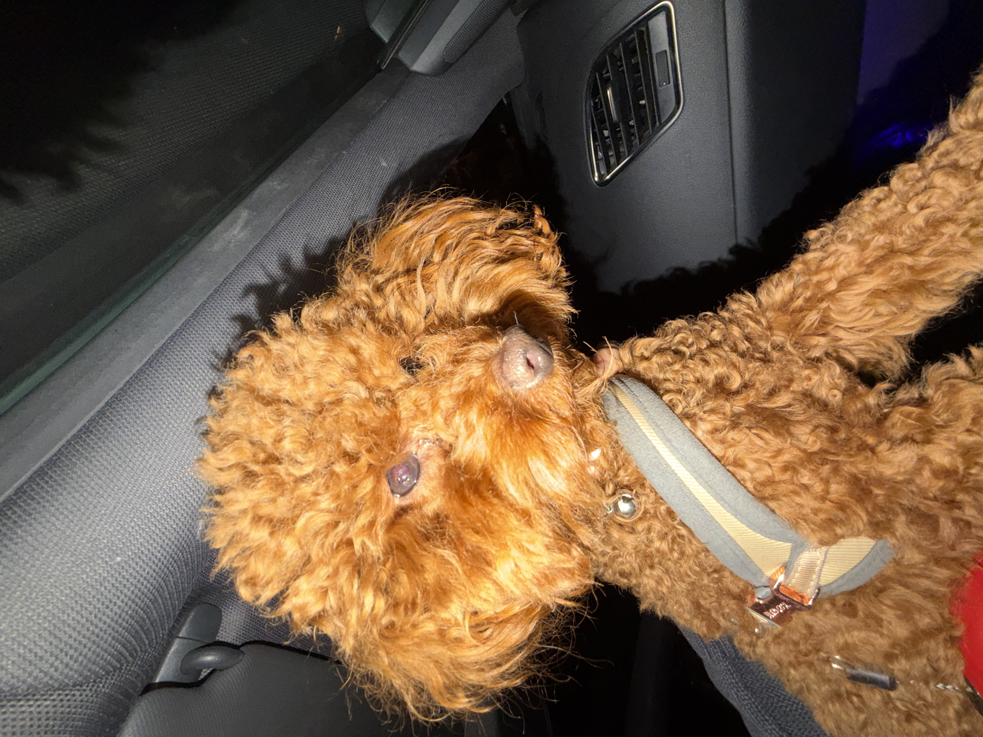 The image features a reddish-brown, curly-haired dog, likely a poodle or doodle mix, resting inside a car. The dog's head is tilted upwards, showing its dark nose and partially visible eyes, one of which has a purplish tint. It wears a grey and tan striped collar with a metallic buckle that has faint, partially legible text, possibly "BUCKLE UP," and a small silver bell attached.
The setting is the dark interior of a car. Dark grey or black fabric upholstery is visible on the seats and door panels. An automotive air vent with silver trim is present in the upper right. The lighting is dim, suggesting it is nighttime or a low-light environment. Reflections, possibly from trees or other outdoor elements, can be seen on a car window in the upper left. The dog appears calm, possibly resting or observing its surroundings from within the vehicle. No specific visual cues indicate the location as Sofia, Bulgaria.