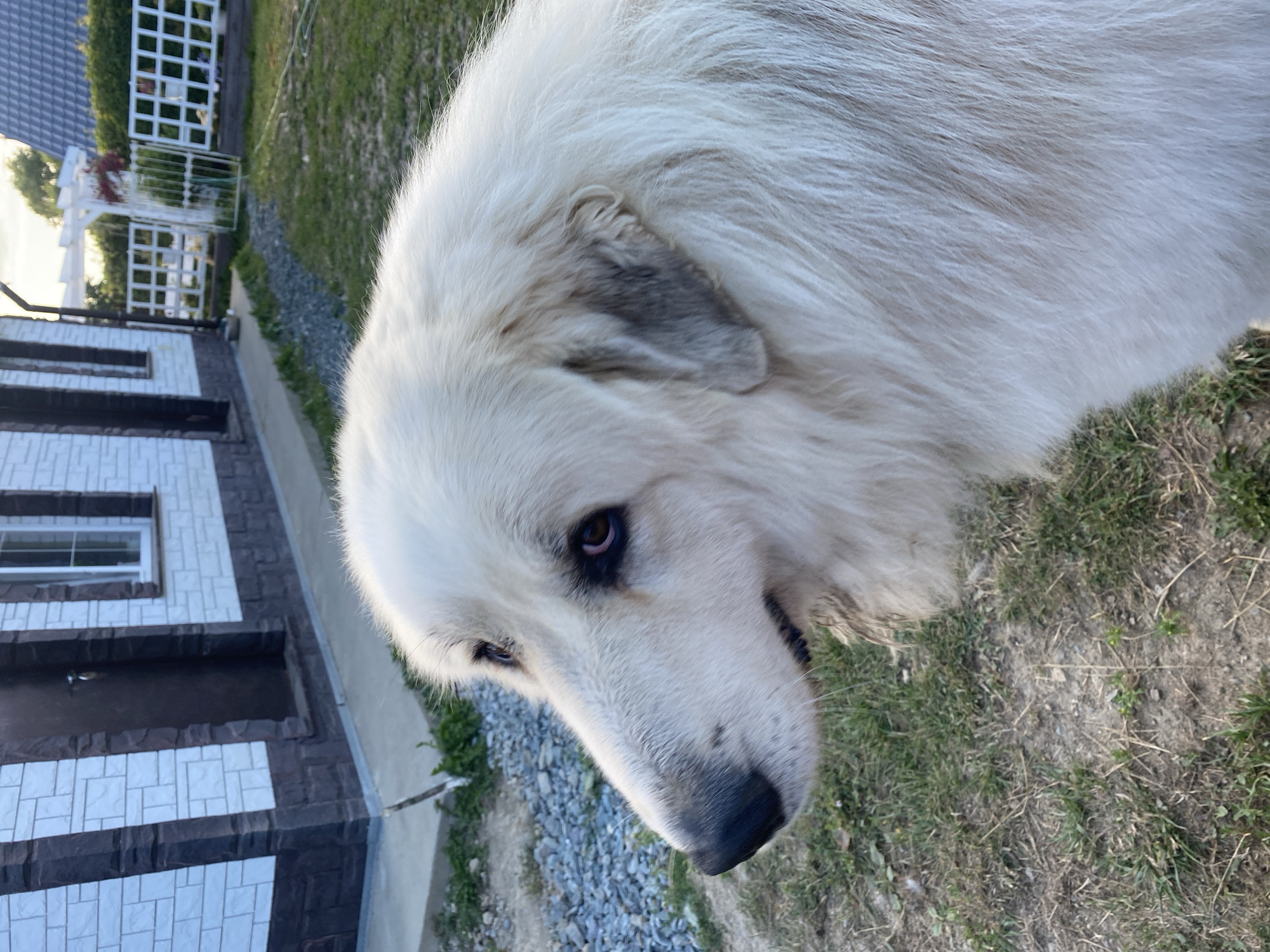 A close-up, profile view shows a large, white dog with a long snout and dark eyes, looking to the left. The dog's fur is thick and appears slightly dirty. In the background, a light-colored building with dark trim and a brown door is visible. A concrete path runs alongside the building, leading to a grassy area with some gravel. Beyond the building, a white fence and some trees can be seen. The lighting suggests it is either early morning or late afternoon. The location is Tret'ya Pad', Russia.